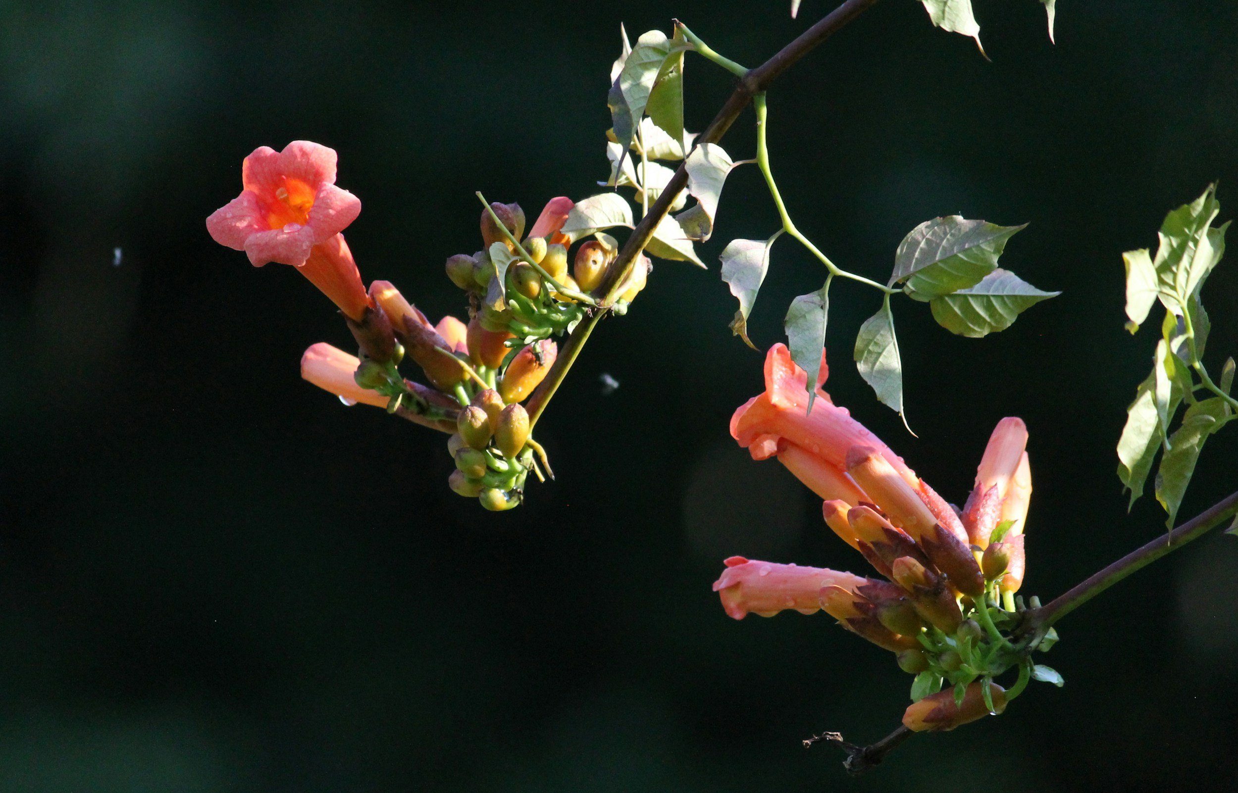 Close-up of pink trumpet-shaped flowers and green leaves on a dark background.