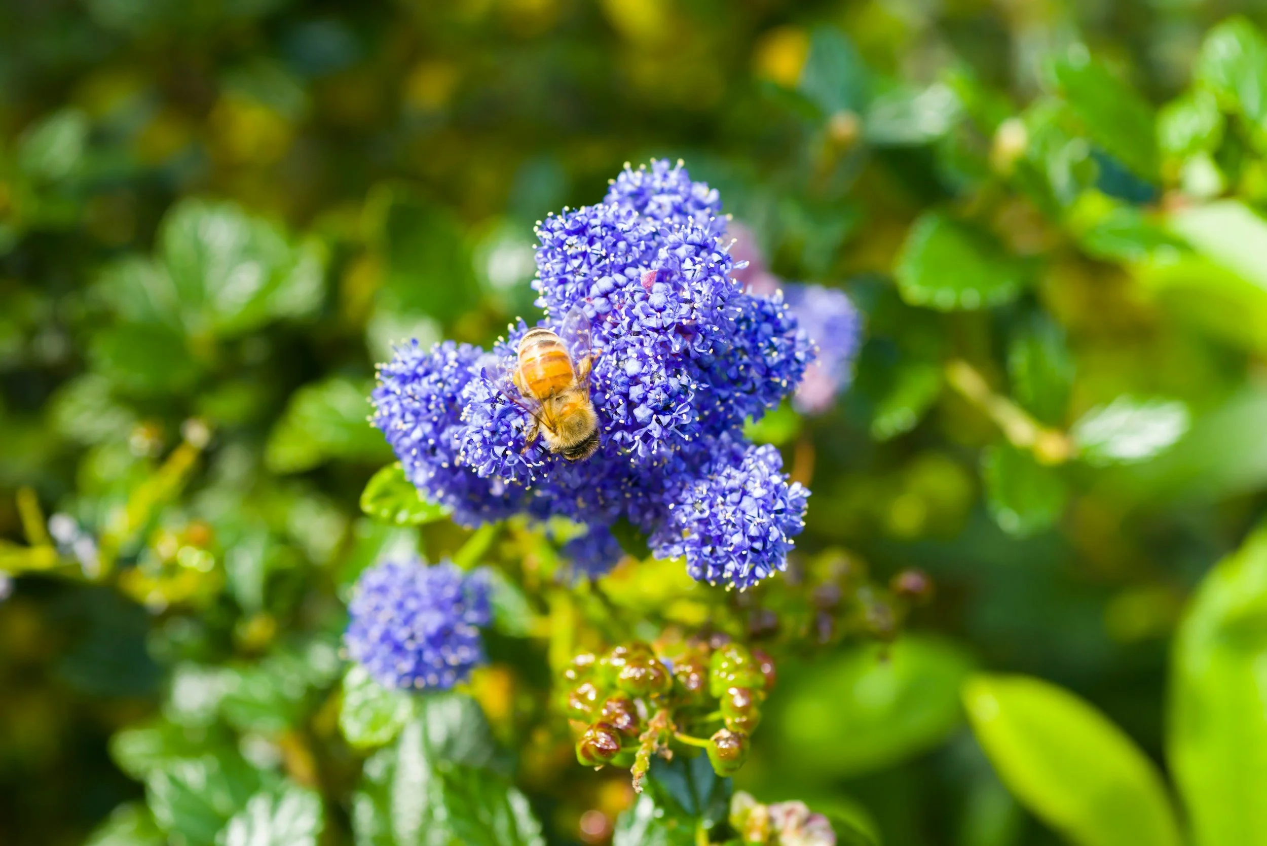 Purple flowers with a honeybee collecting nectar