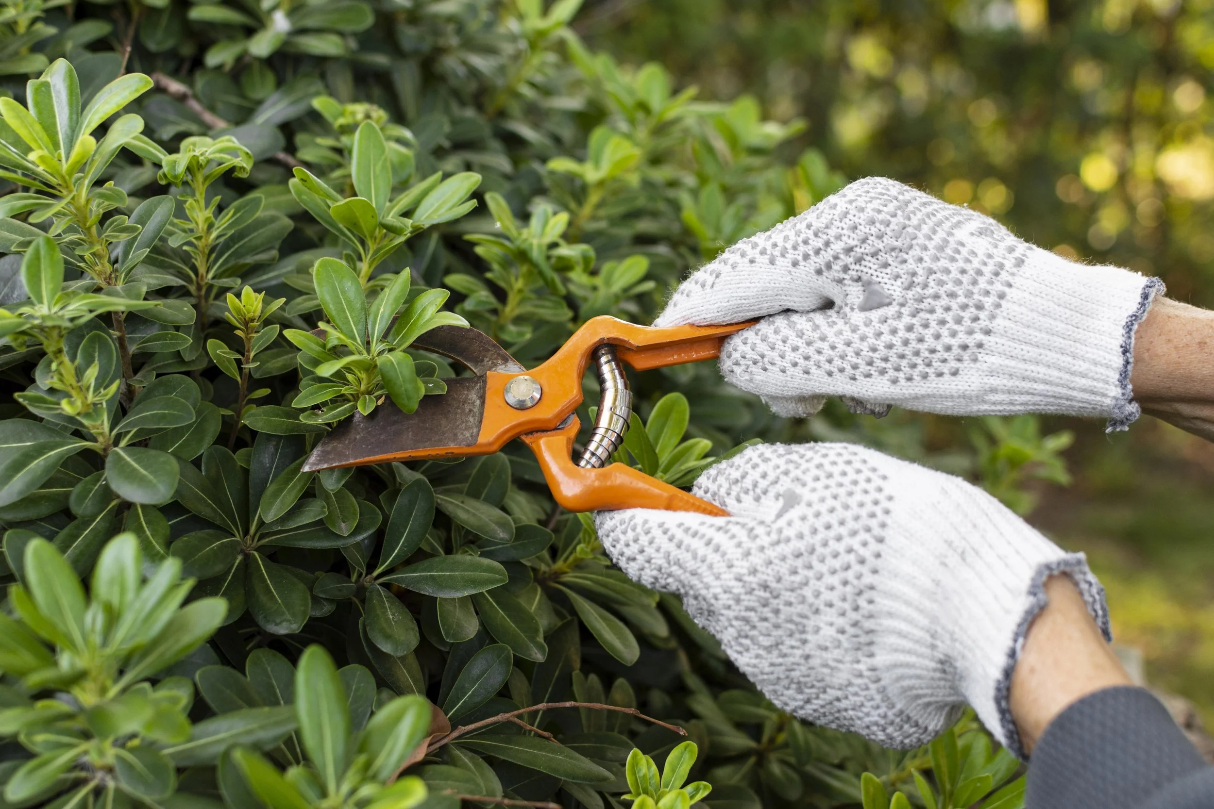 Person wearing white gloves trimming green shrub with pruning shears.