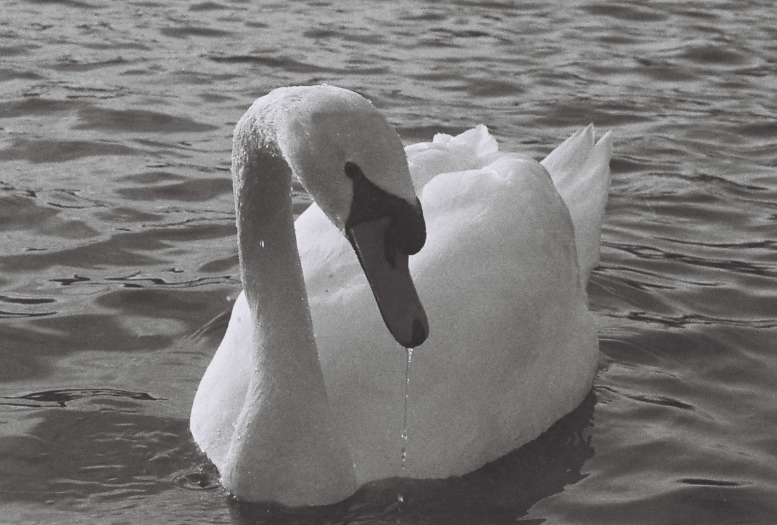 R1-03435-0006.2 (3).png