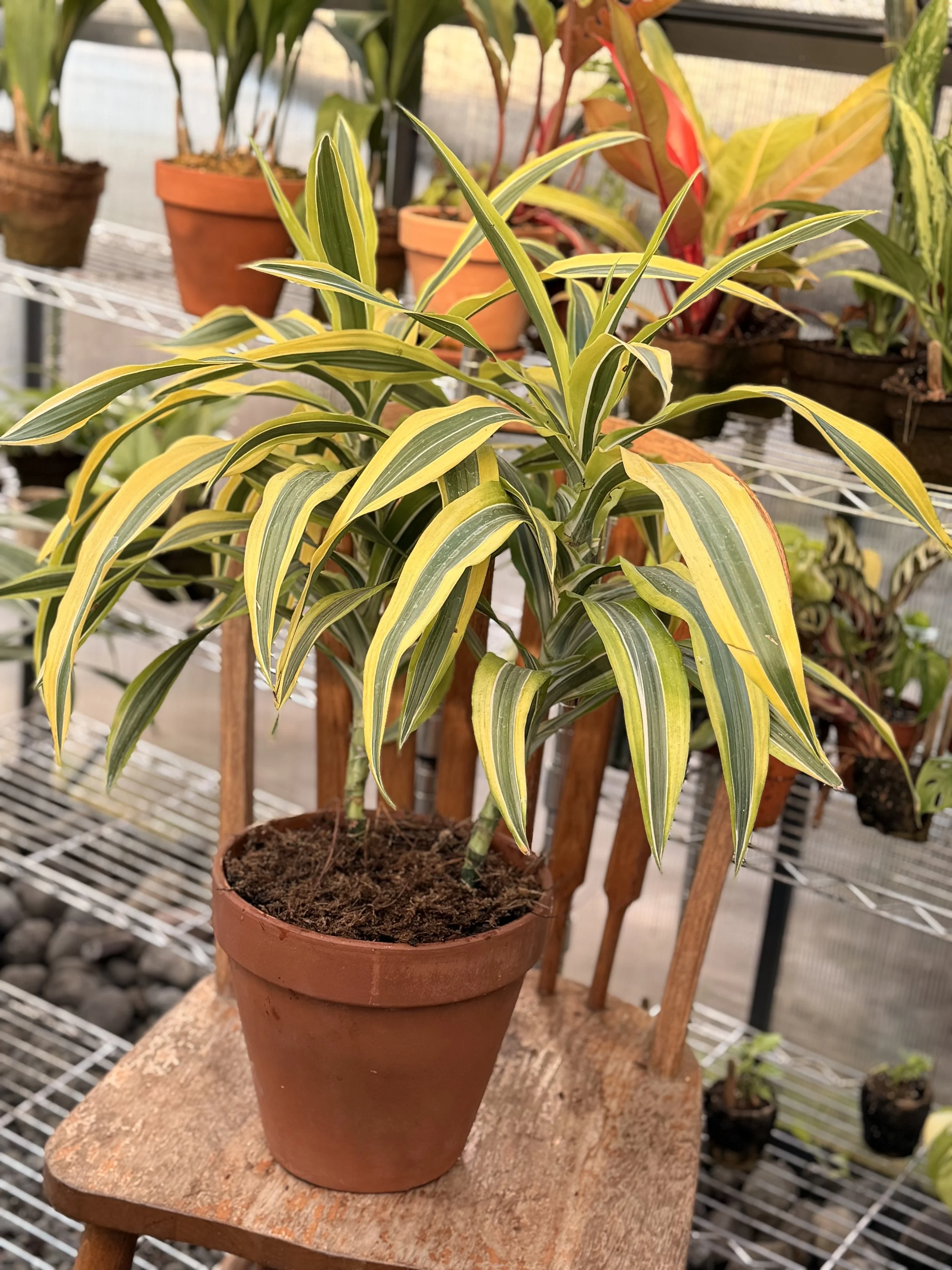 14" Dracaena fragrans ‘Lemon Lime’ — Imperfect | $140