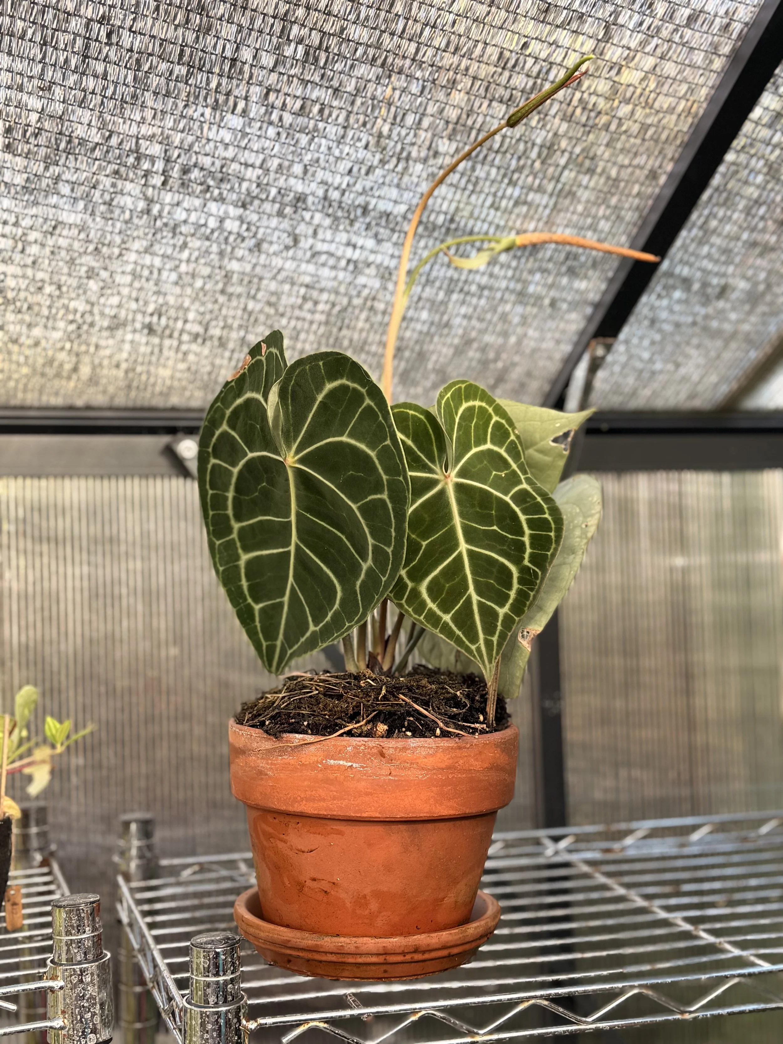 Velvet Leaf Anthurium — Imperfect & Flowering 6" | $55