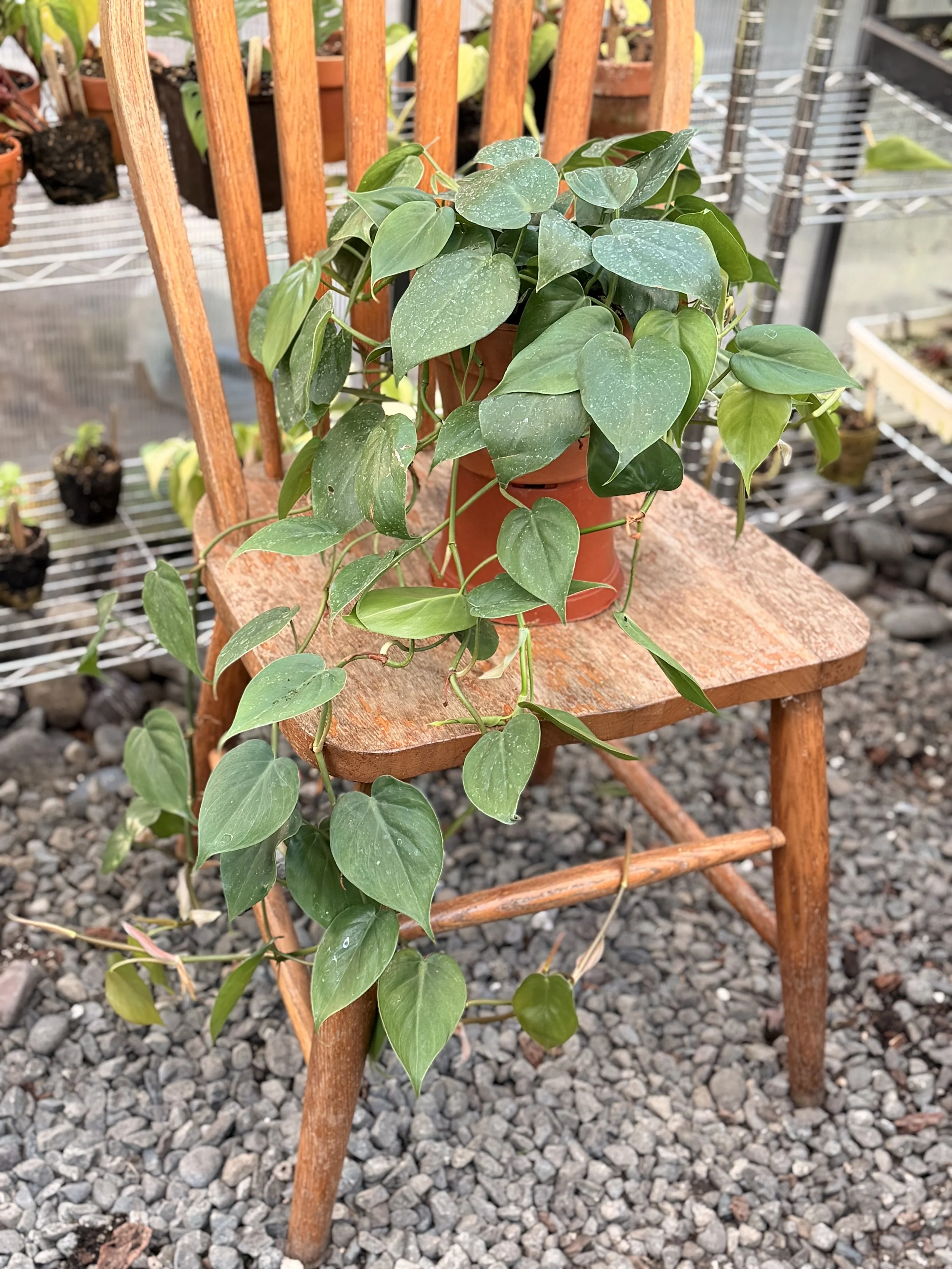 6" Heartleaf Philodendron | $65