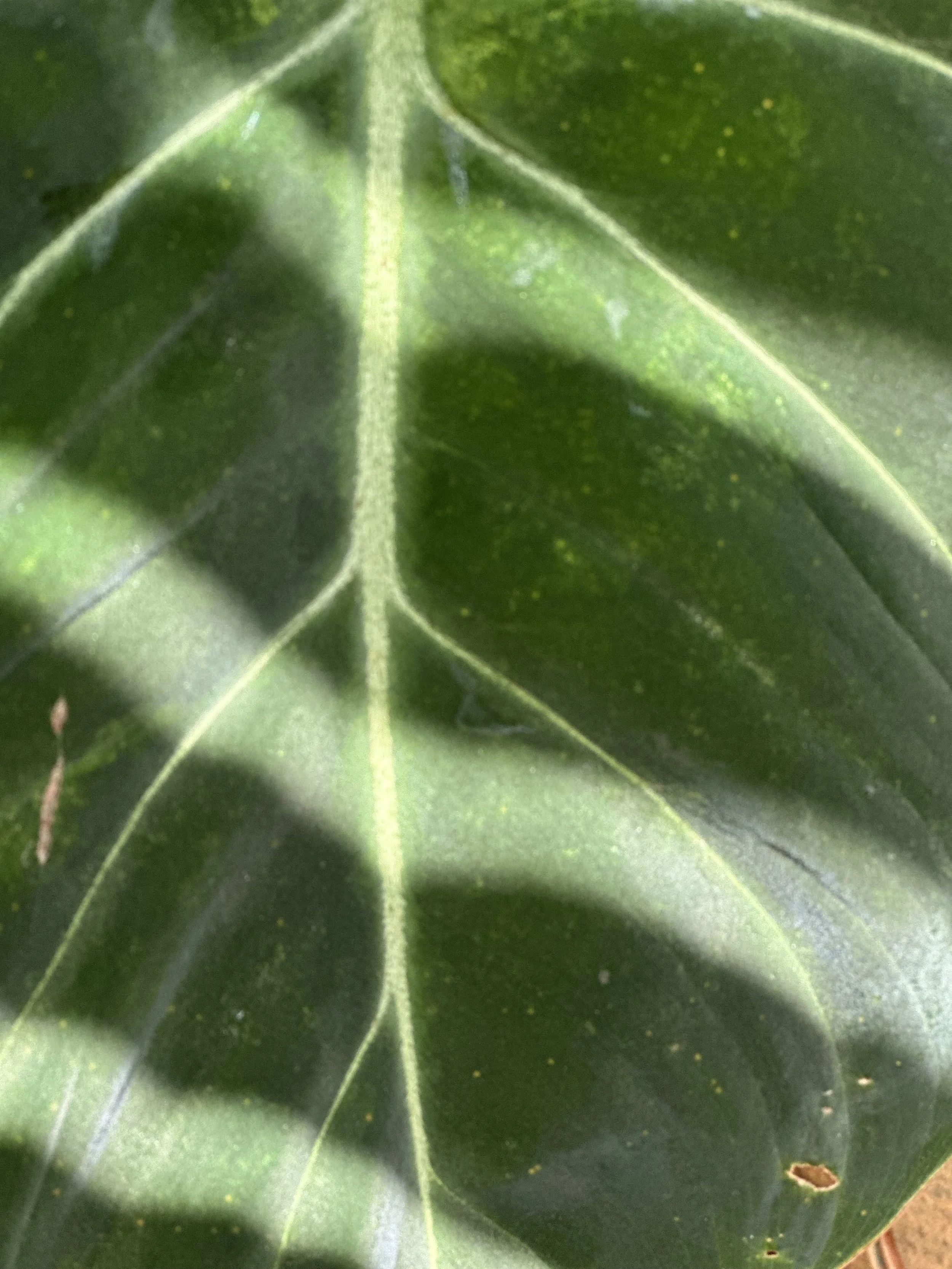 Philodendron Light and Shadow.jpeg