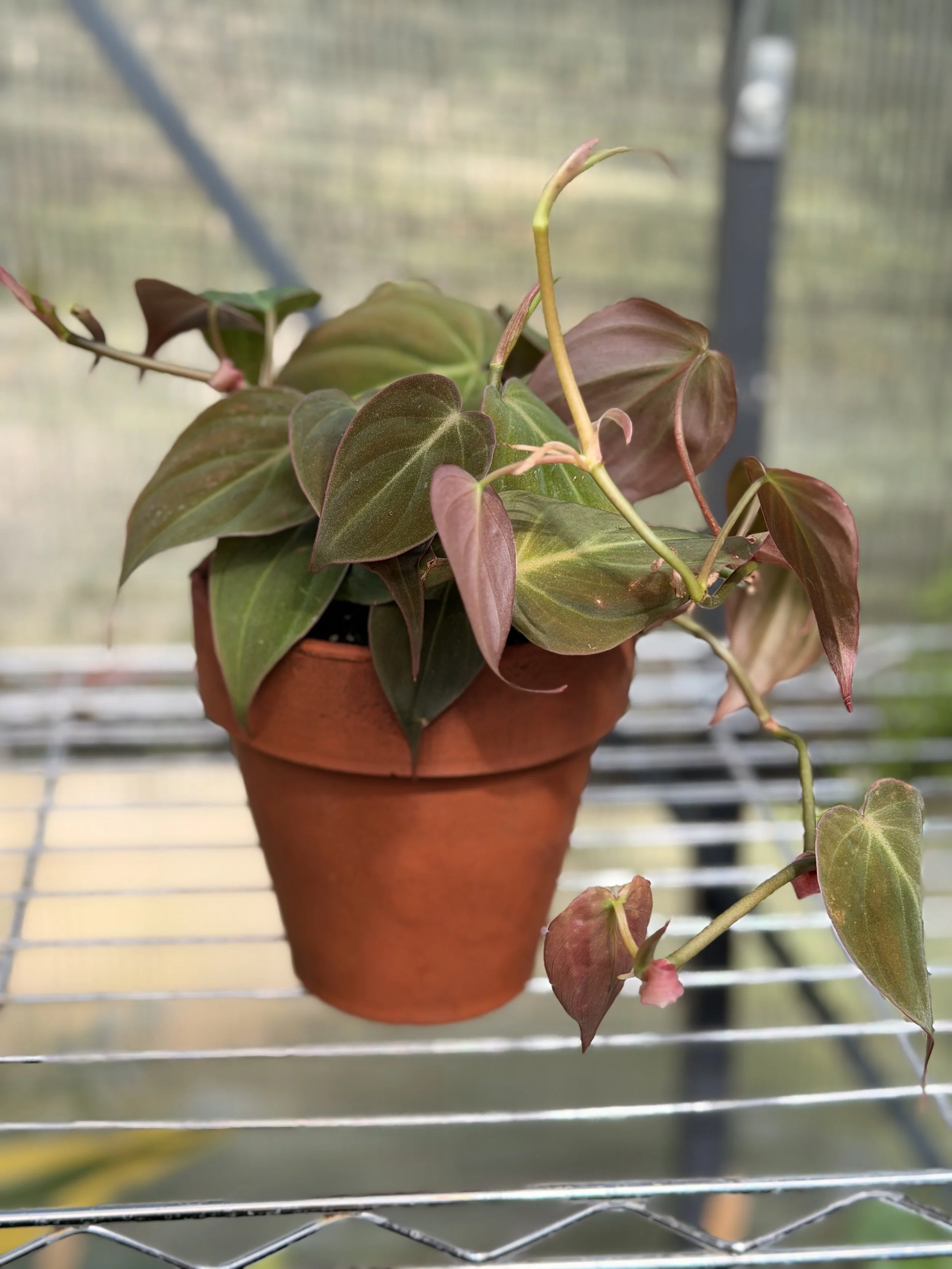 Philodendron 'Micans' in 4" terraotta - Mothership Skincare Collection