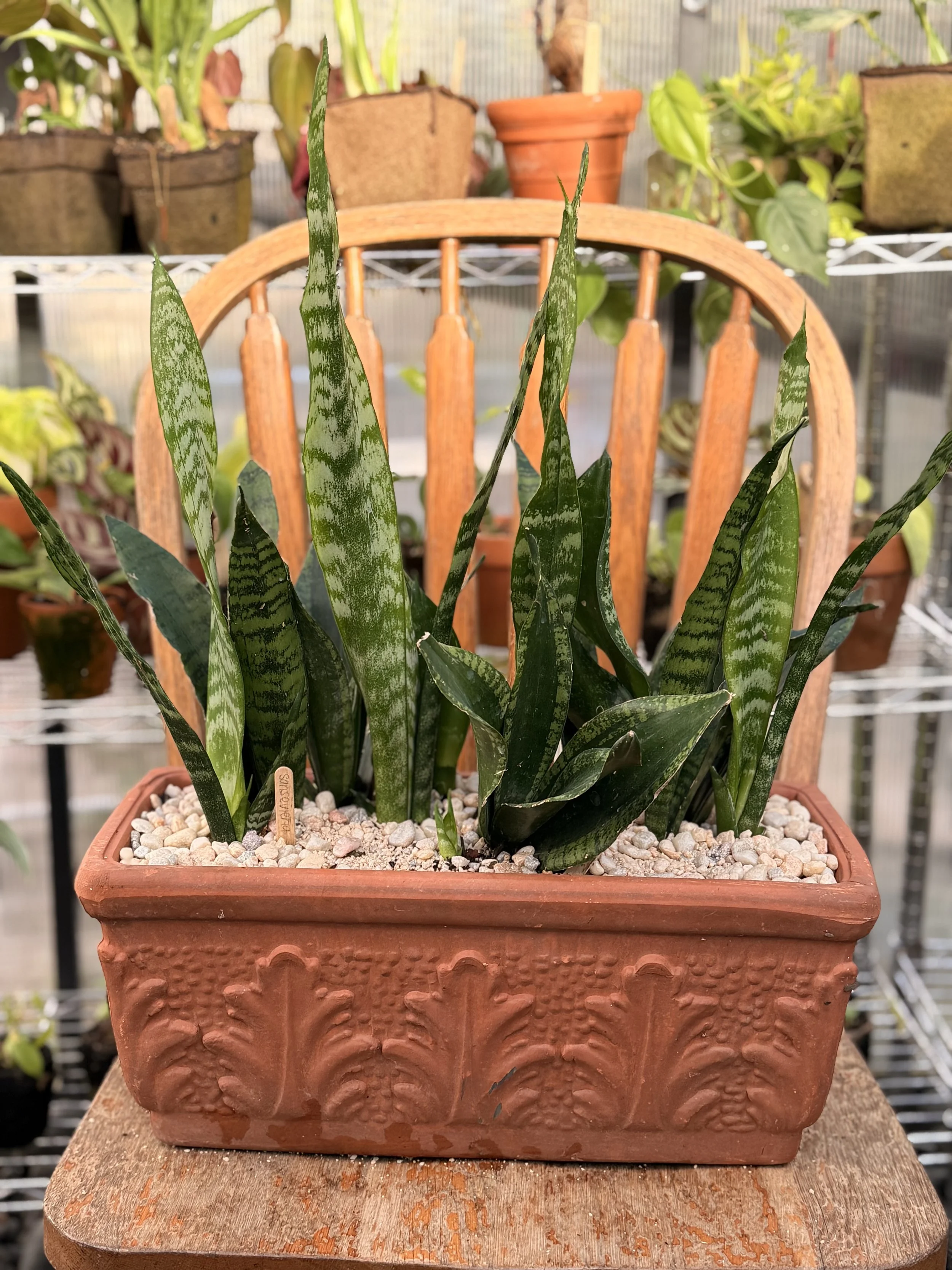 12" Mixed Snake Plant Arrangement — $125