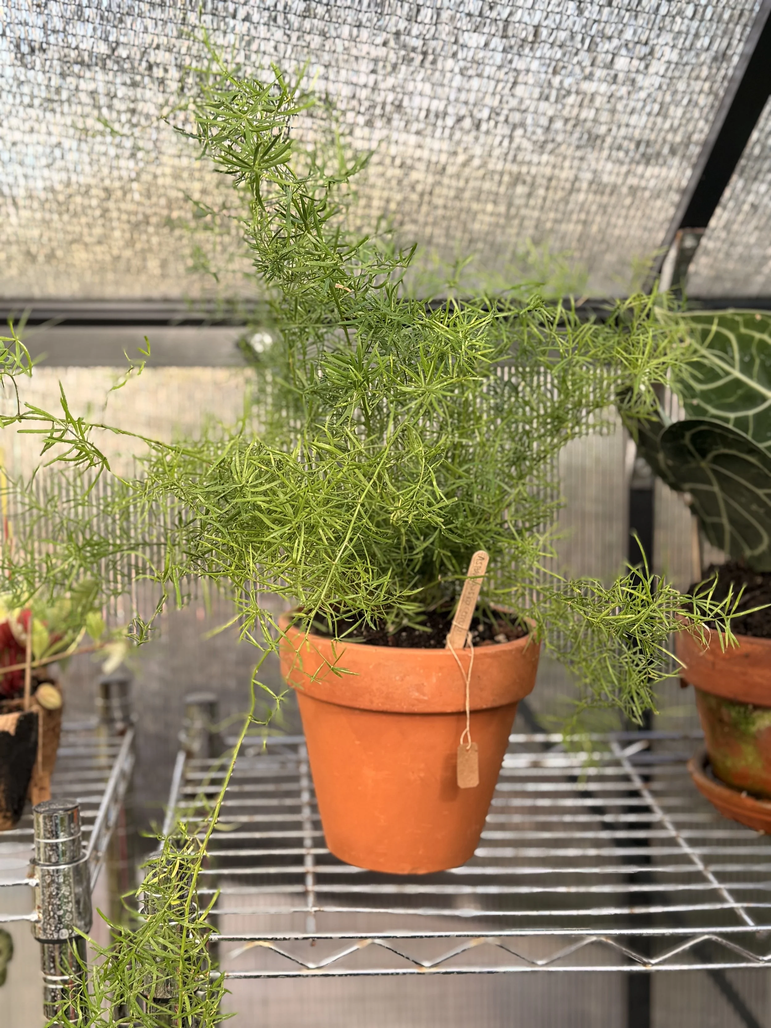 Asparagus Fern 6" Reclaimed Terracotta Pot | $40