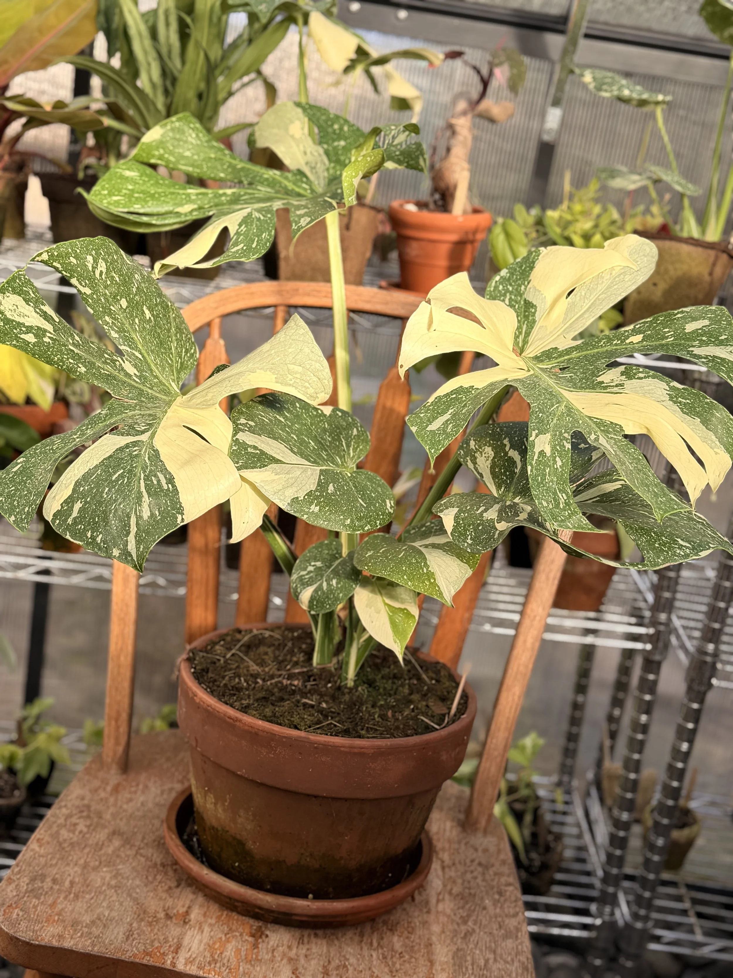 12" Monstera Thai Constellation — $125