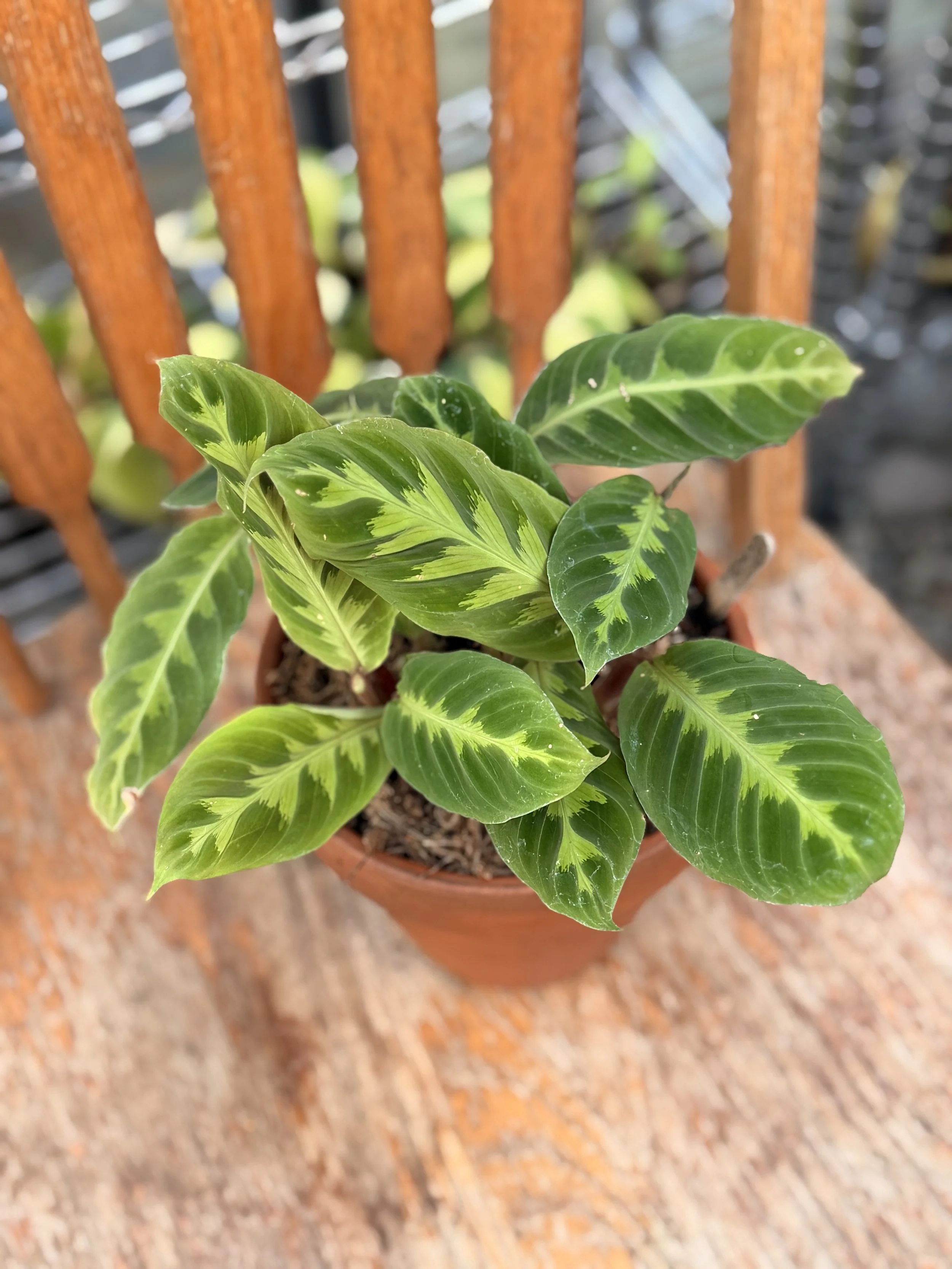 6" Calathea warscewiczii (Jungle Velvet) — $45