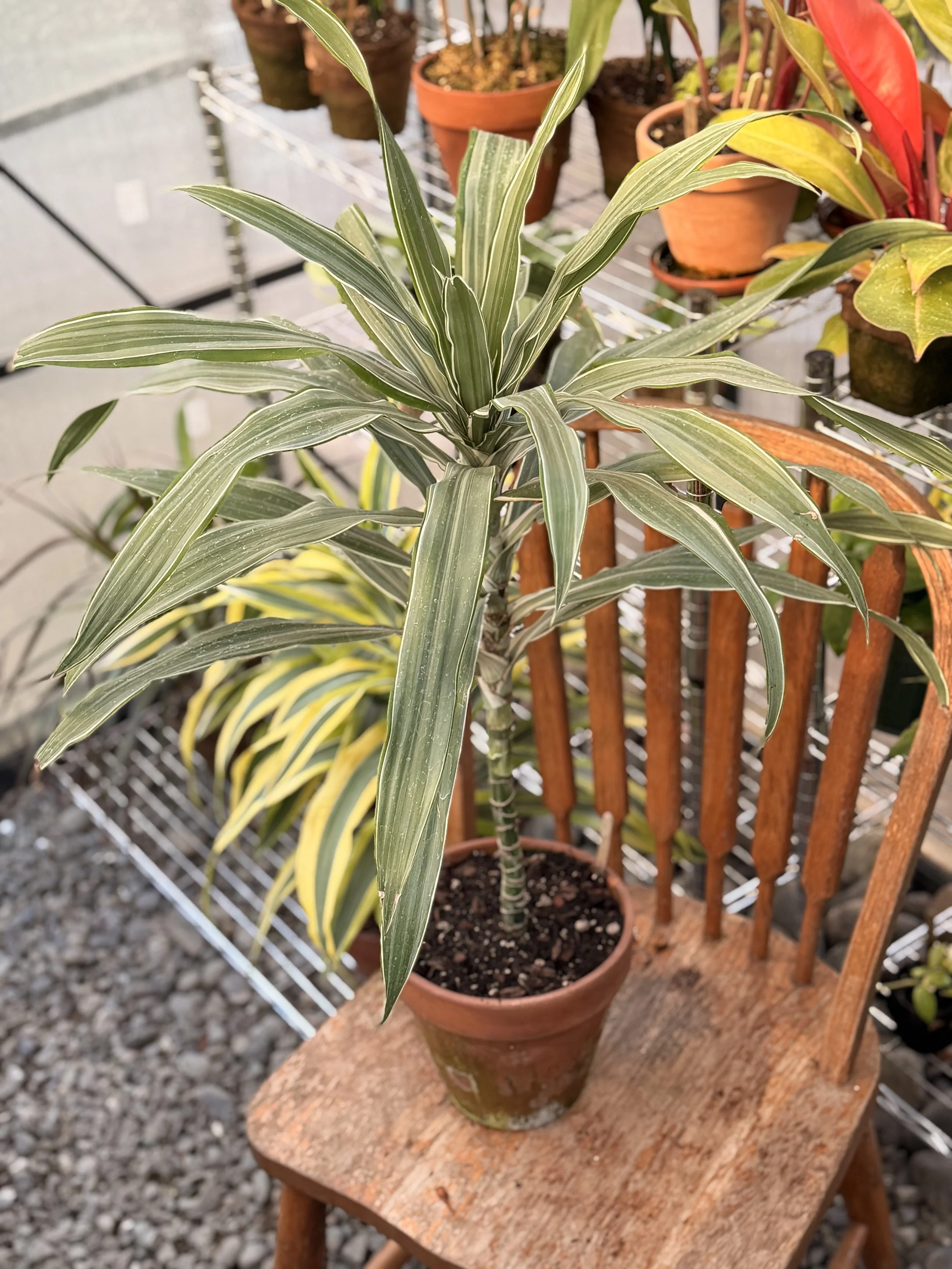 8" Dracaena ‘Warneckii’ | $85