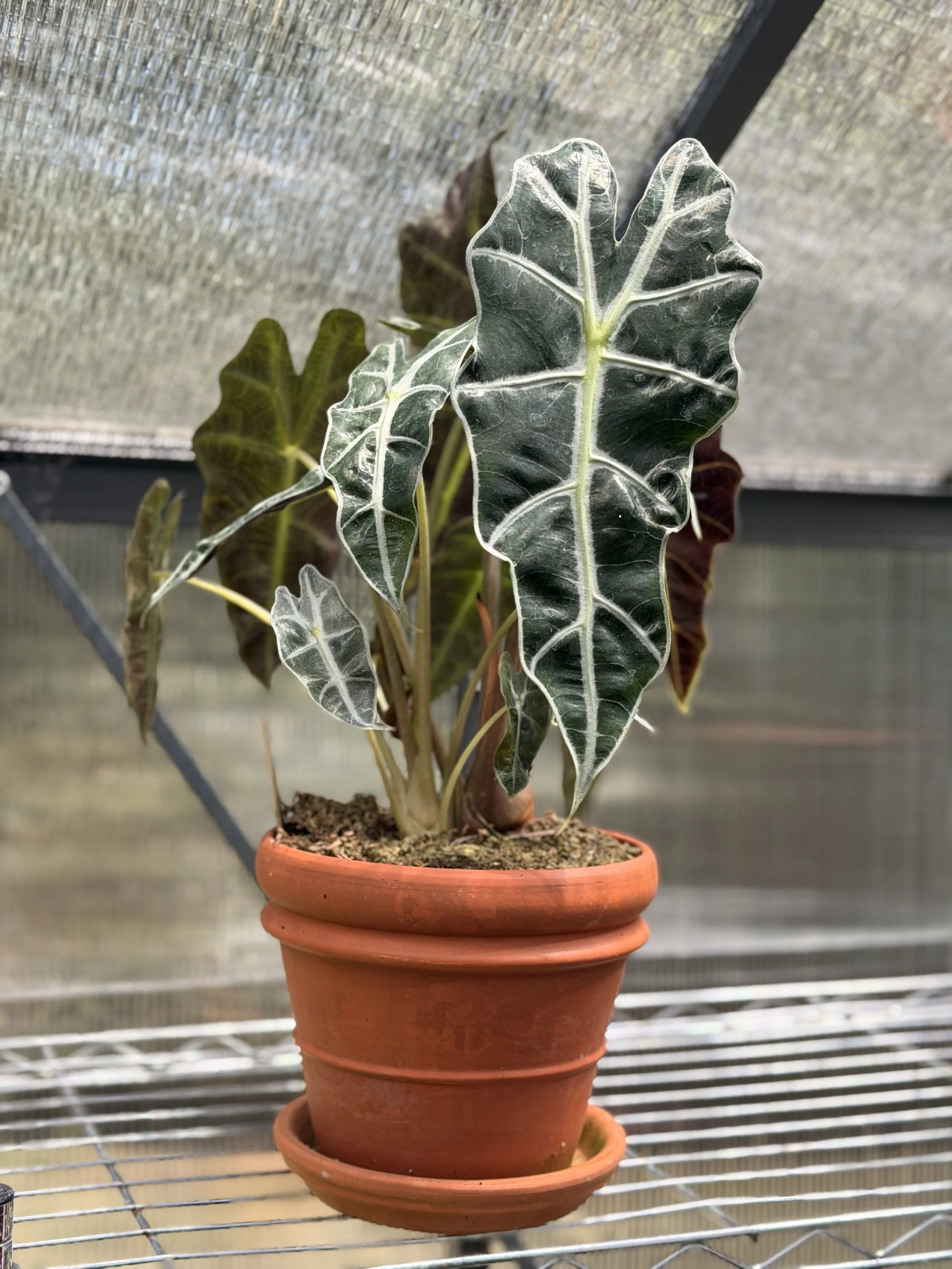 Alocasia 'African Mask' in 6" decorative terracotta - Mothership Skincare Collection