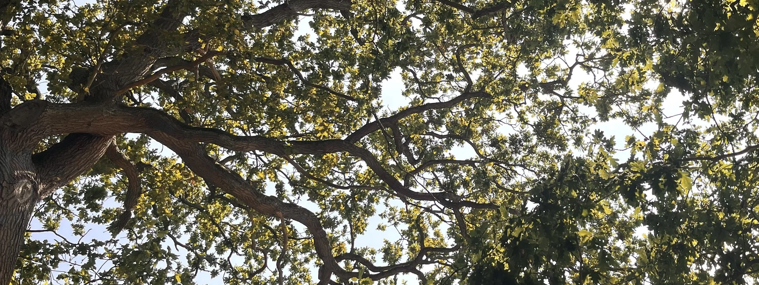 Looking up at the branches and leaves of a large english oak tree