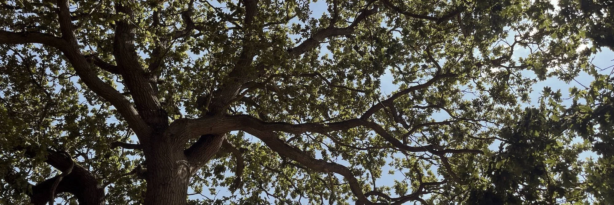 Tree branches and leaves from below, with the sky visible through the canopy.