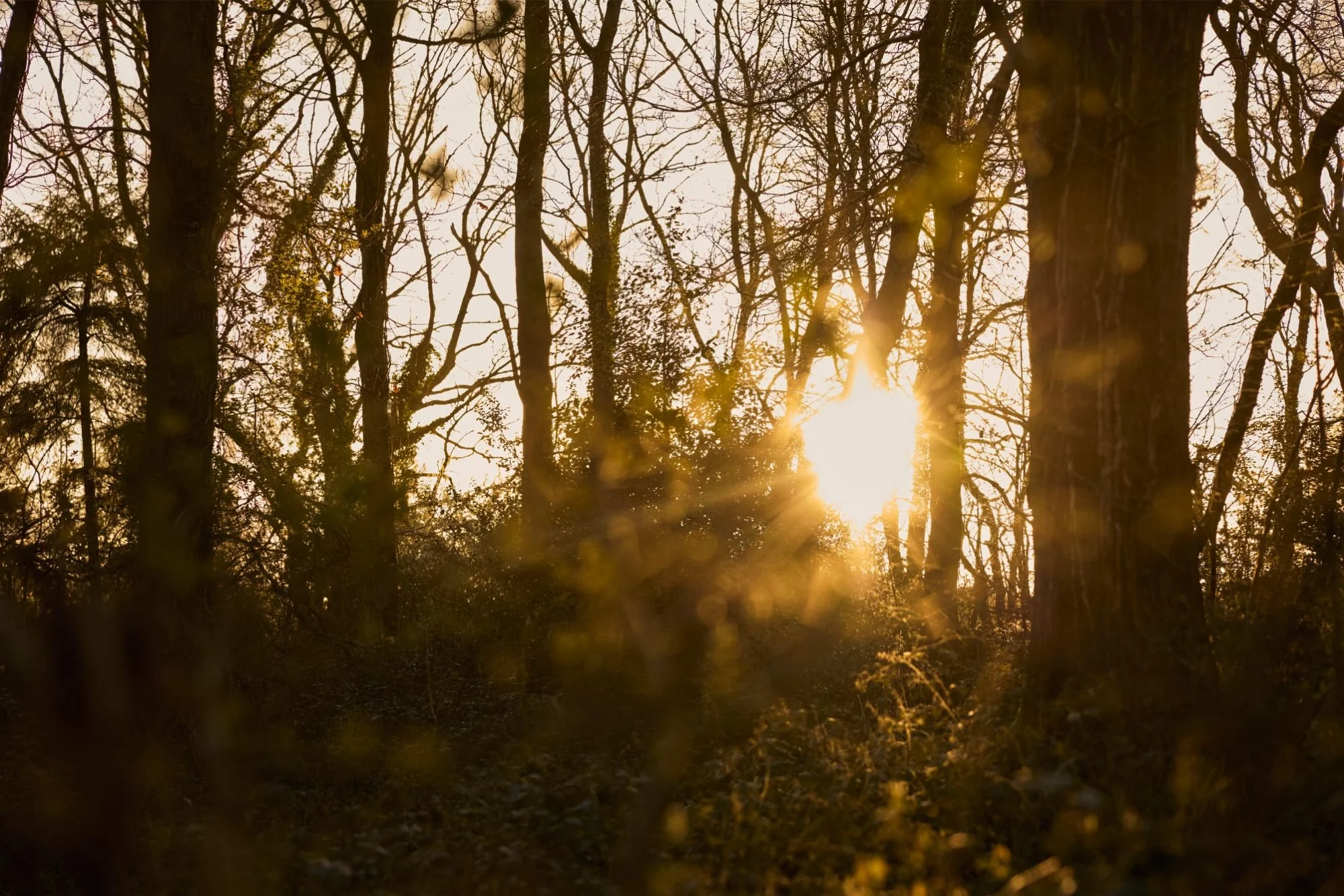 A beeautiful shot of sunset in a british woodland in the winter