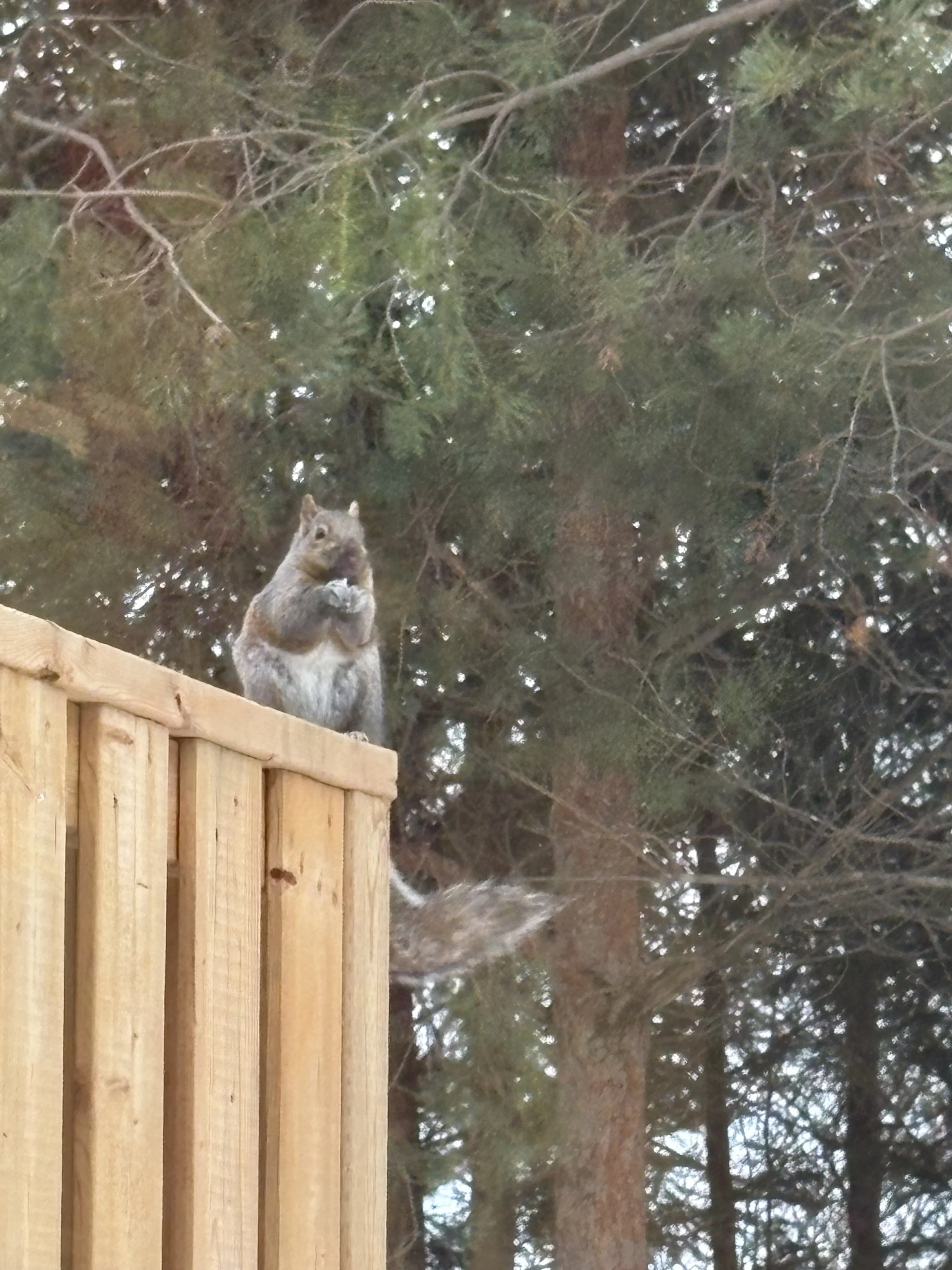 Squirrel on divider.jpeg