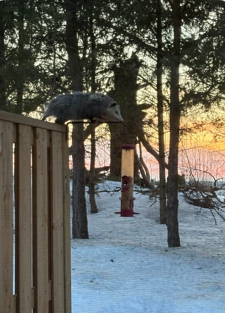 Possum and birdfeeder.PNG