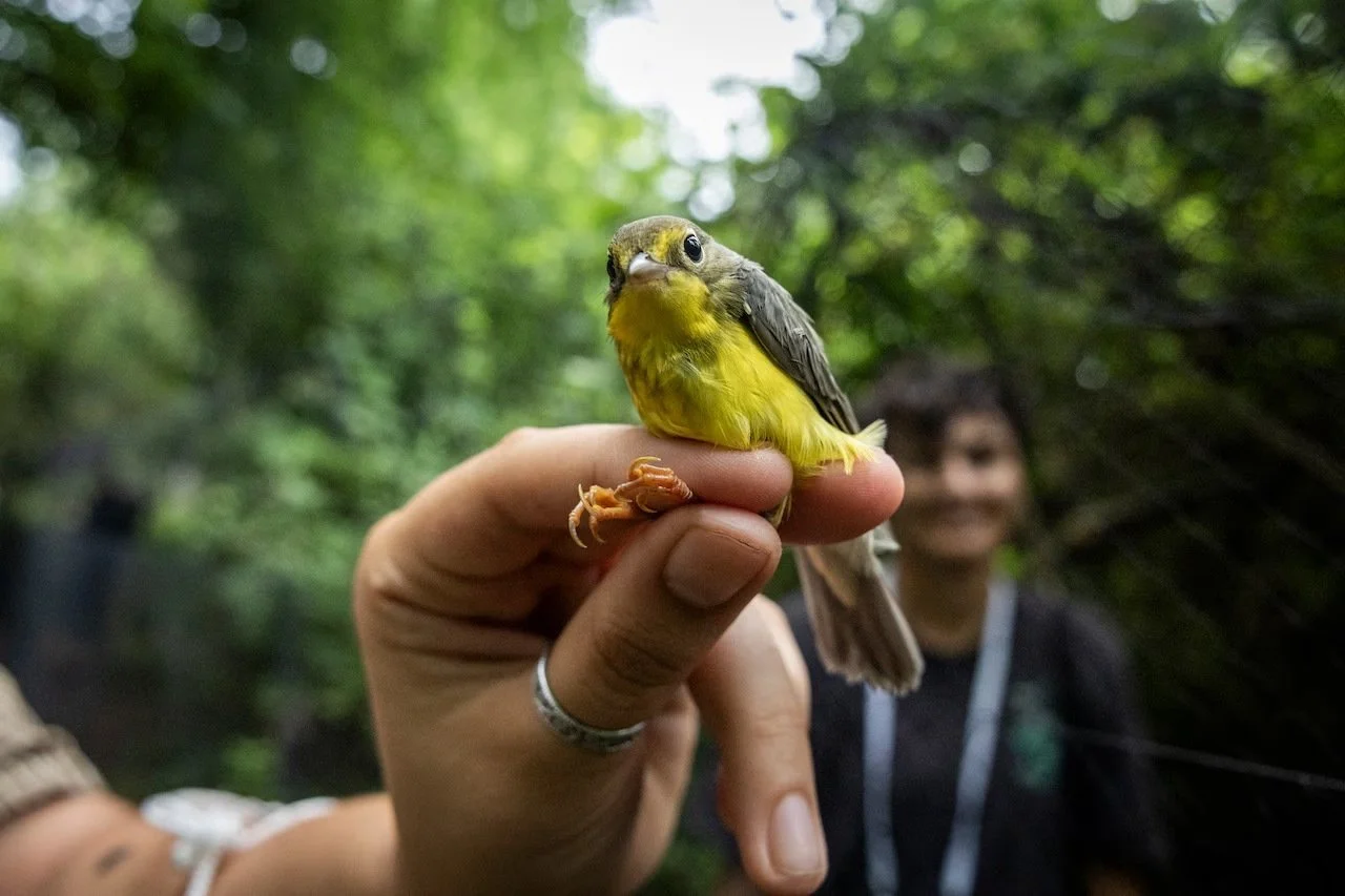 The Springfield Republican: In Hadley, researchers track birds traveling through wildlife refuge