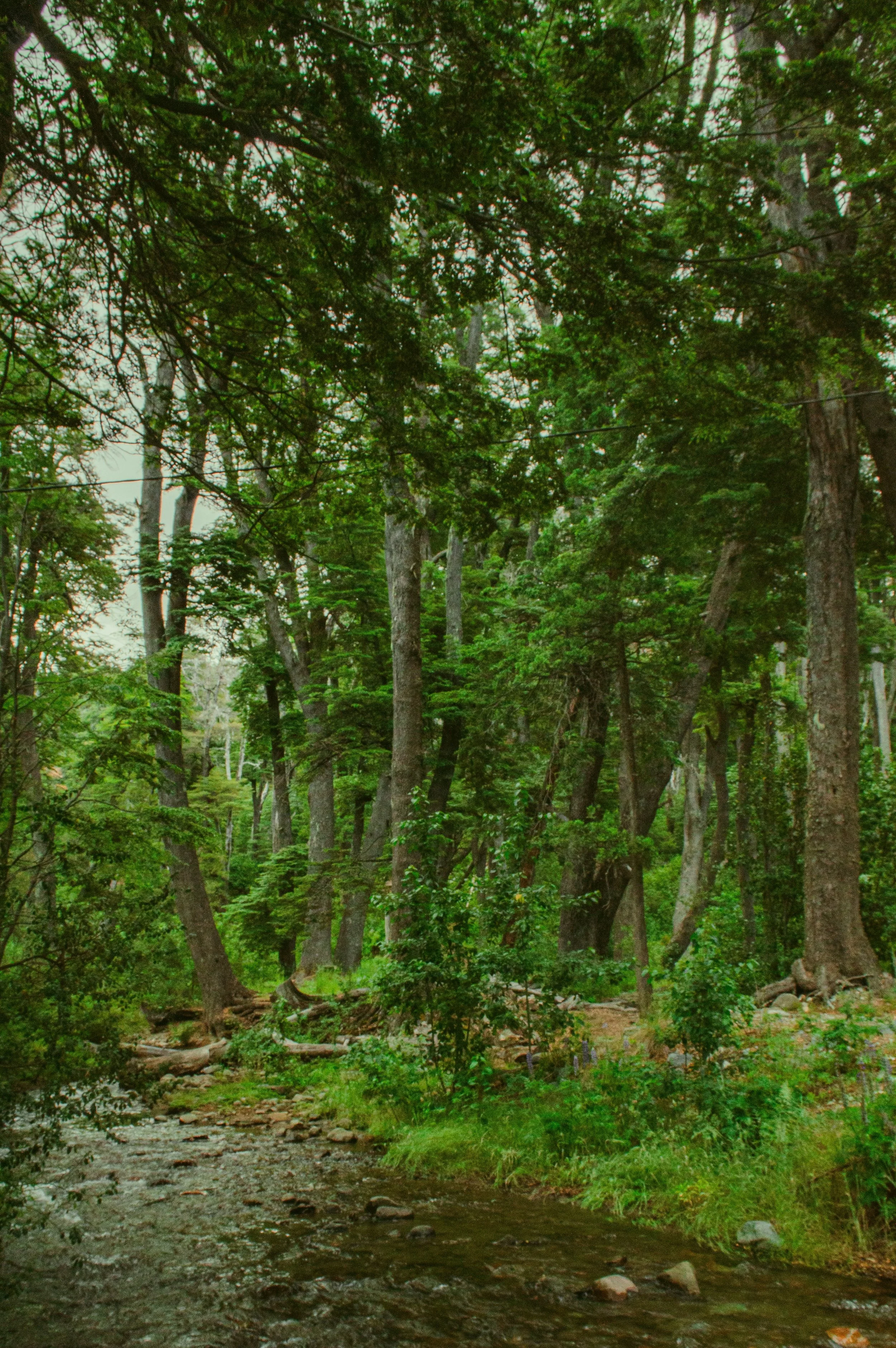 Nicole Williams, Environmental Journalist