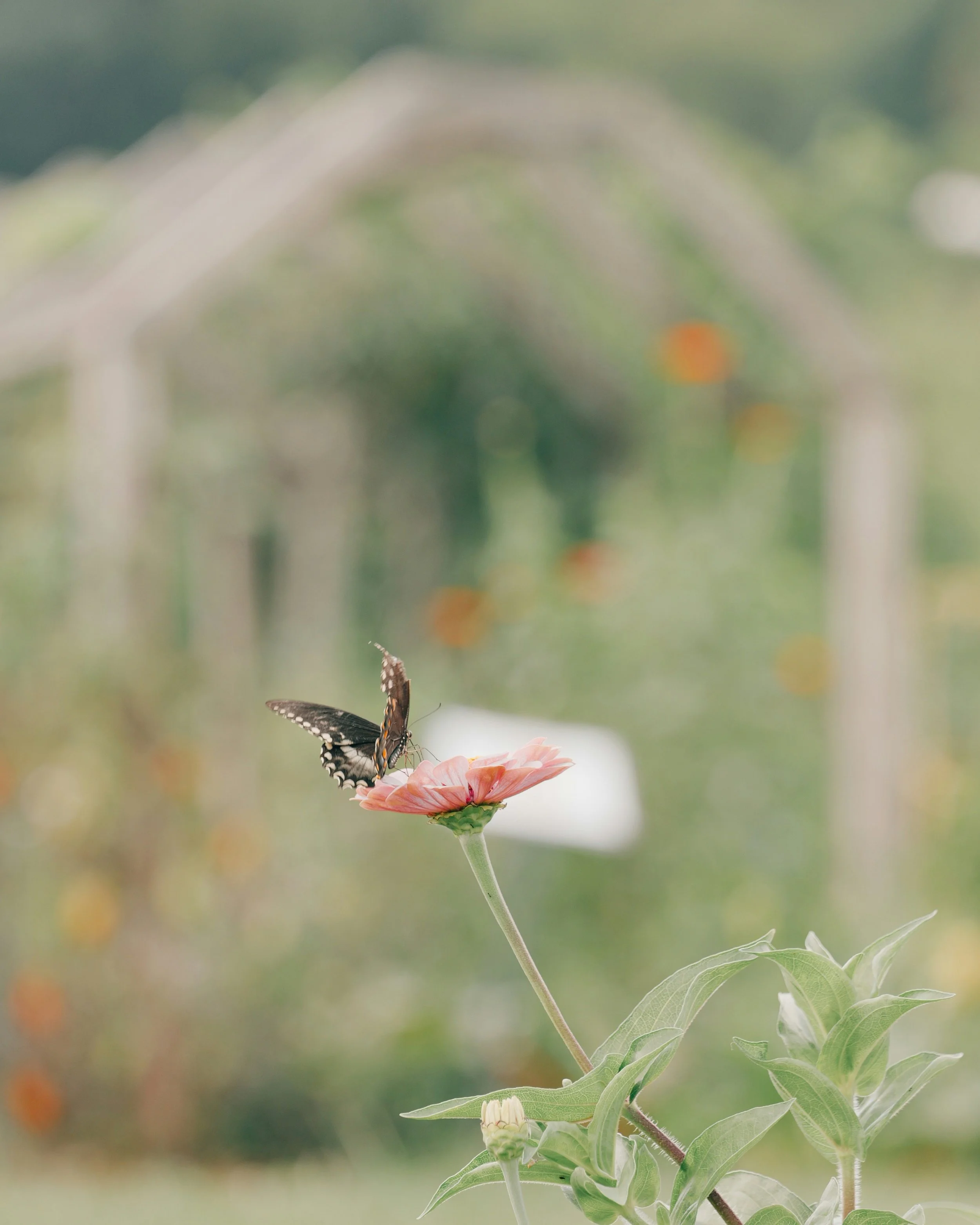 Nicole Williams, Environmental Journalist