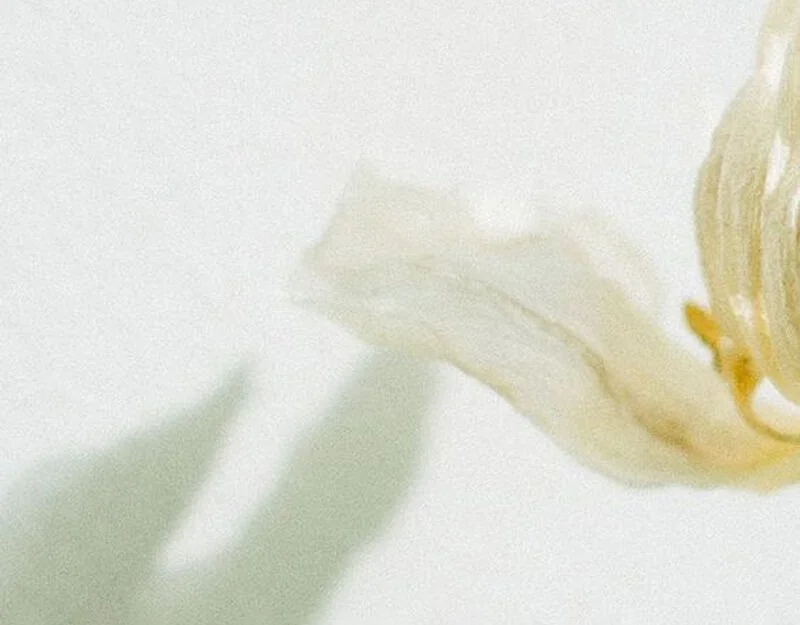 Close-up of a white flower with yellow center on a white background