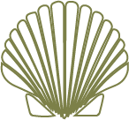 A greenish-brown seashell with ridges and a fan shape.