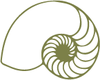 Illustration of a stylized nautilus shell with a spiral pattern