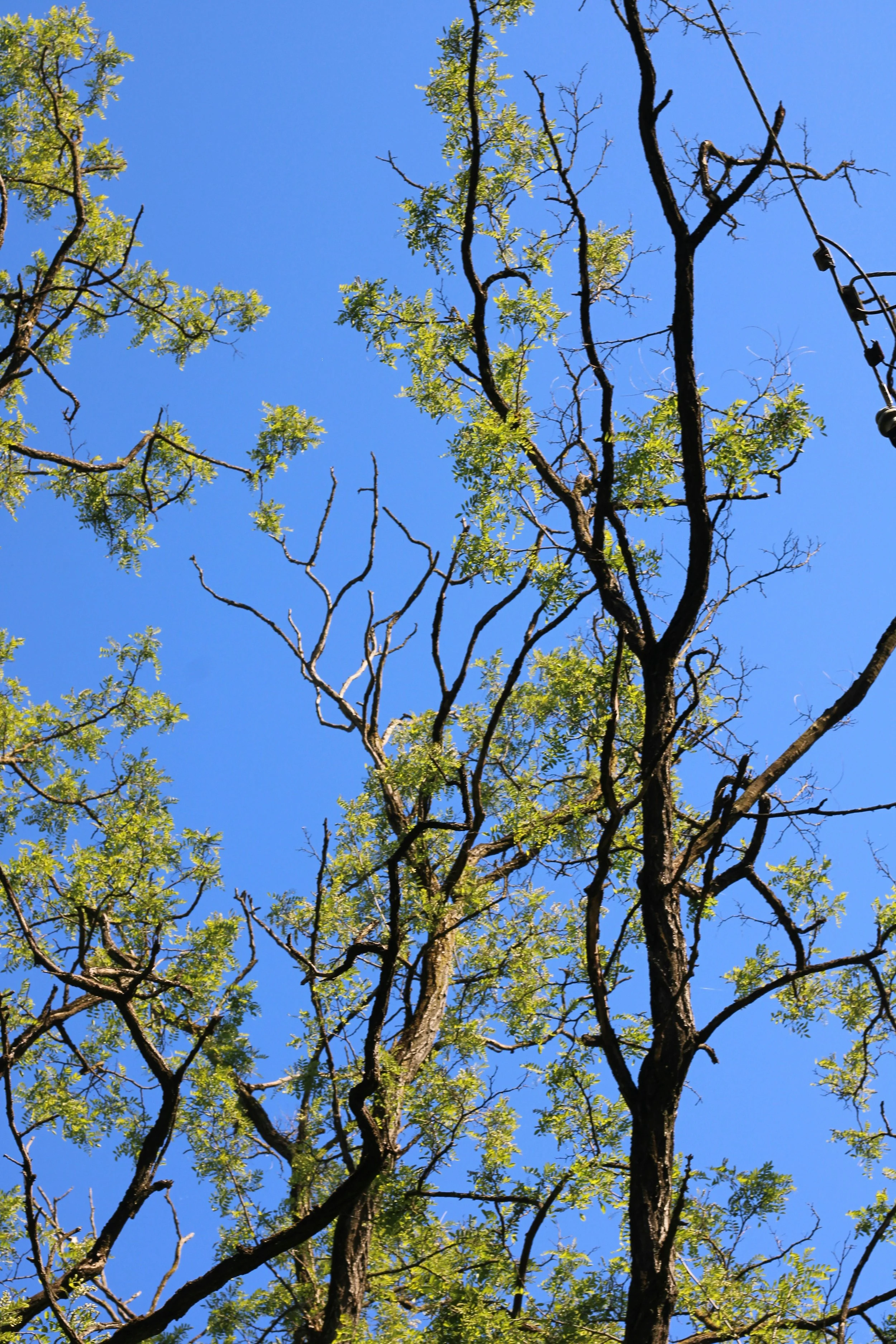 Nicole Williams, Environmental Journalist