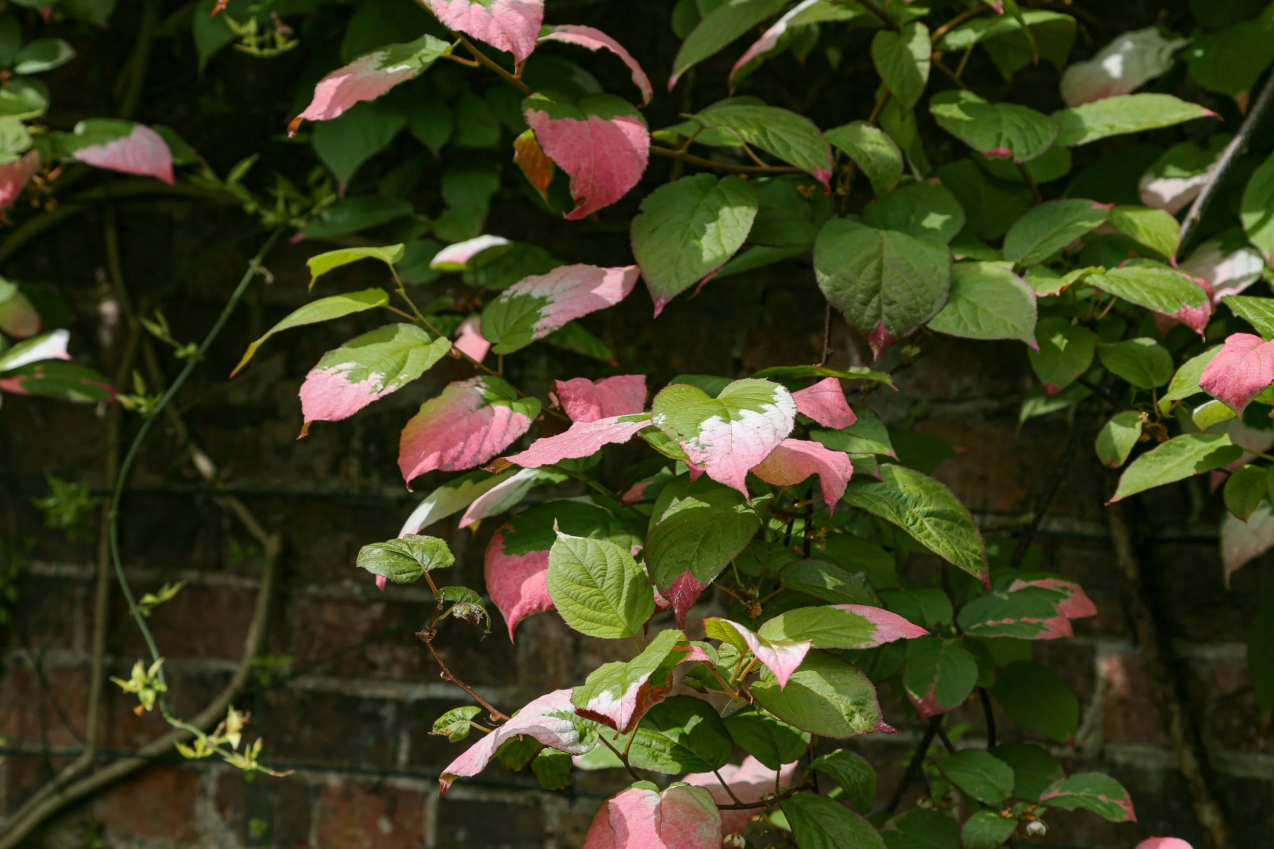 Nicole Williams, Environmental Journalist