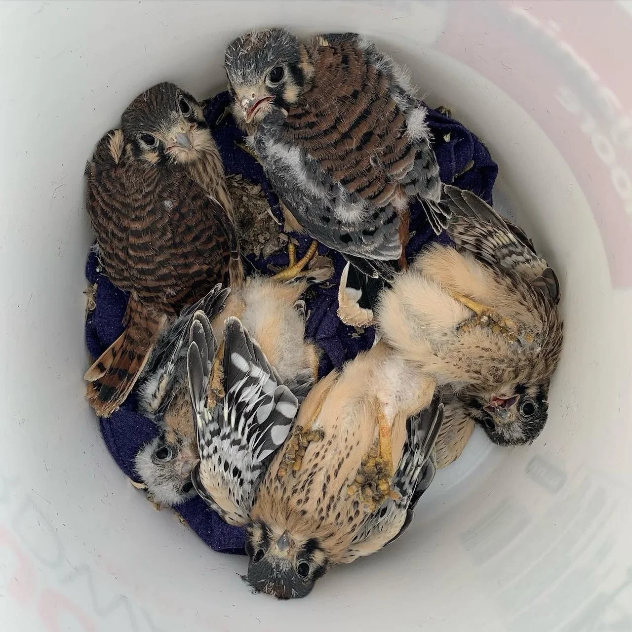 The Springfield Republican: Allen Bird Club hosts talk on increasing American kestrel population