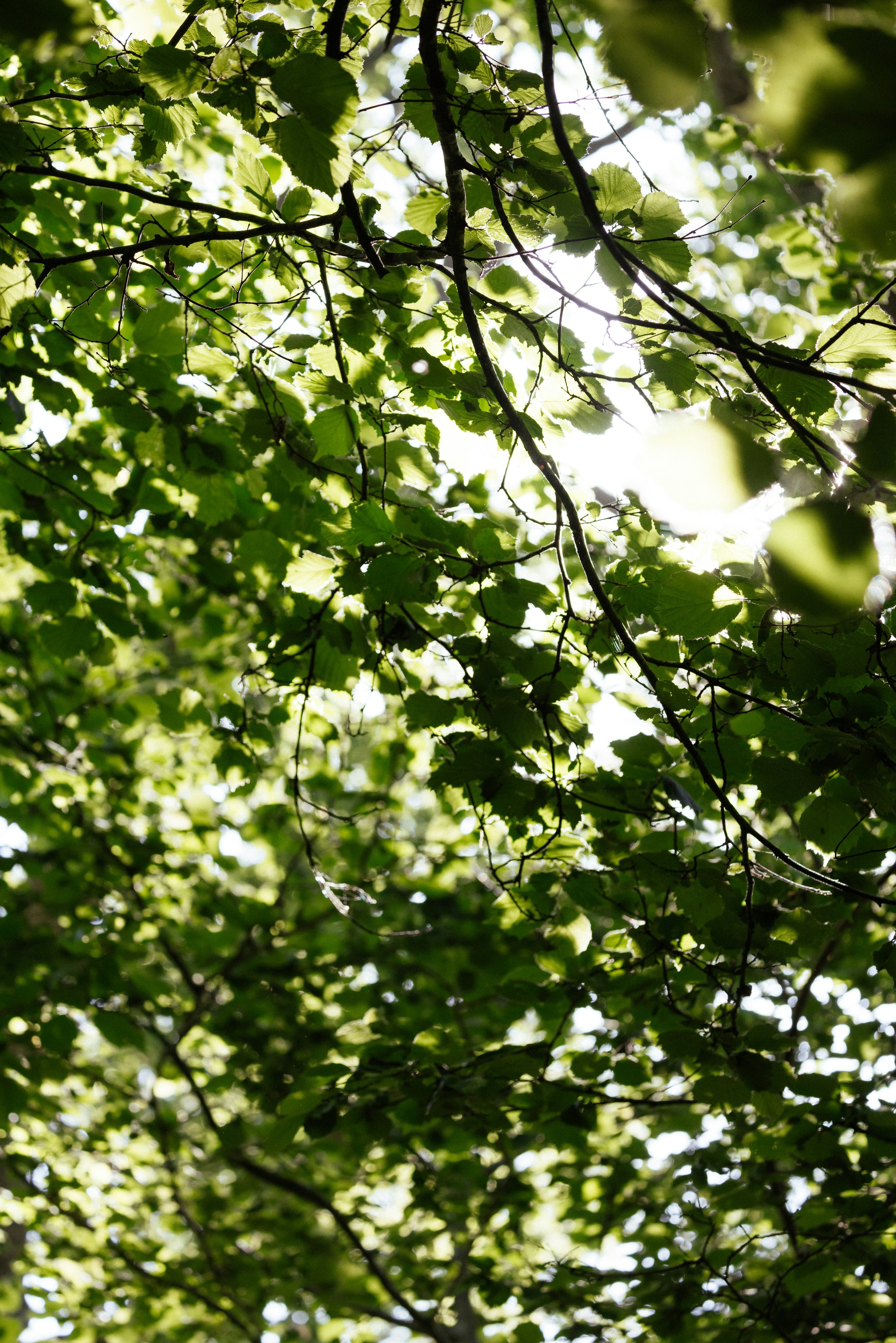 Nicole Williams, Environmental Journalist