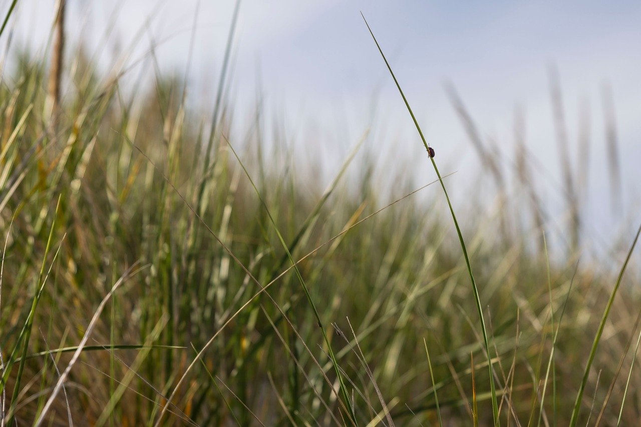 The Springfield Republican: Using glowing plants, UMass researchers study how grass actually grows
