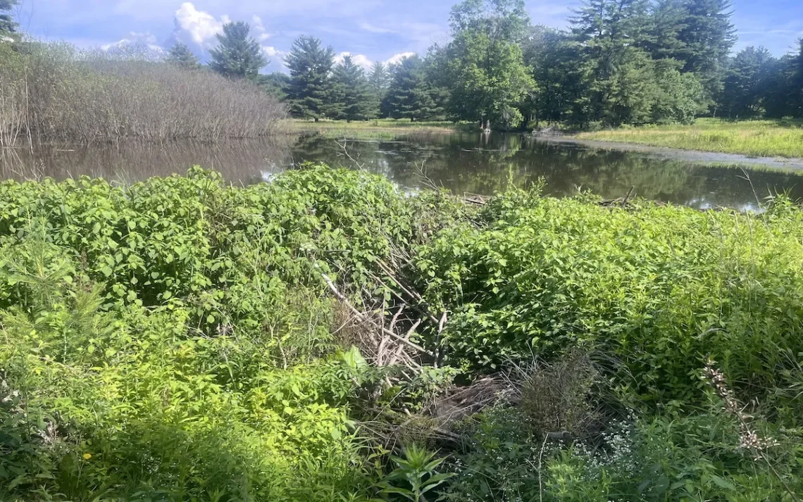 Sierra Magazine: Rewilding a Massachusetts Golf Course Back to Wetlands