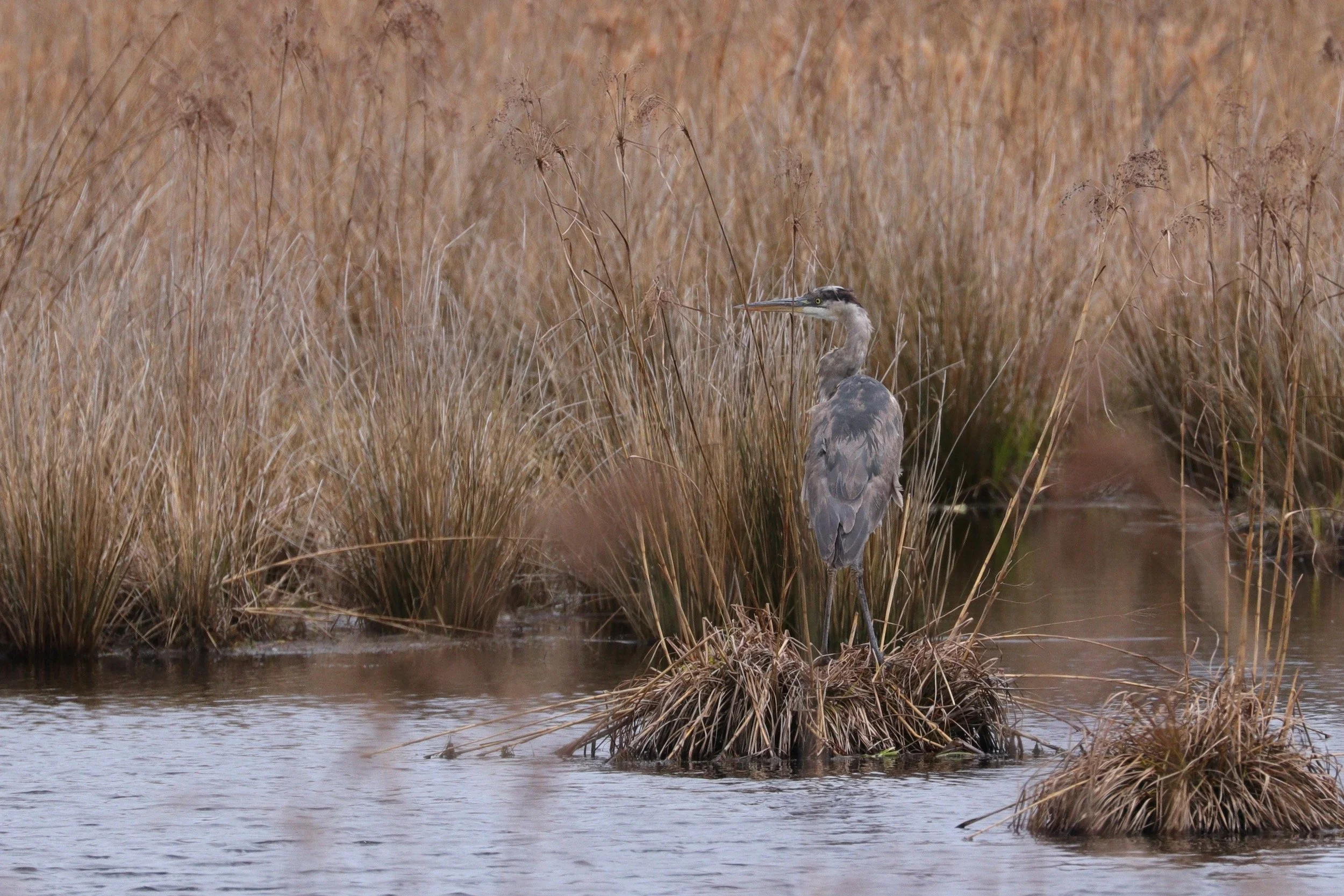 Inside Climate News: Cranberry Farmers Consider Turning Bogs Into Wetlands as Temperatures Rise