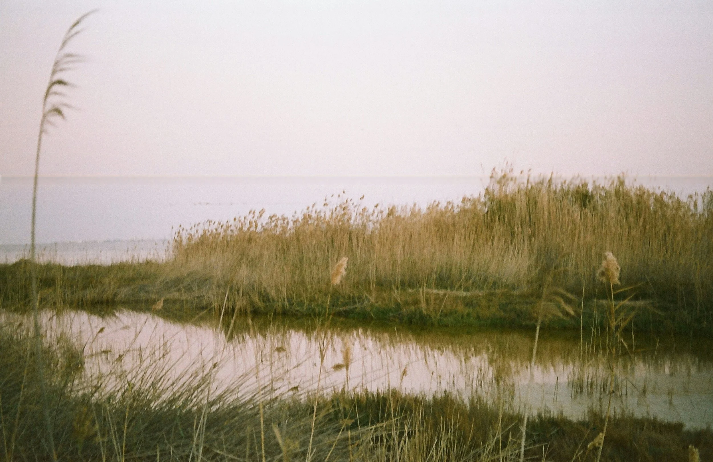 Nicole Williams, Environmental Journalist