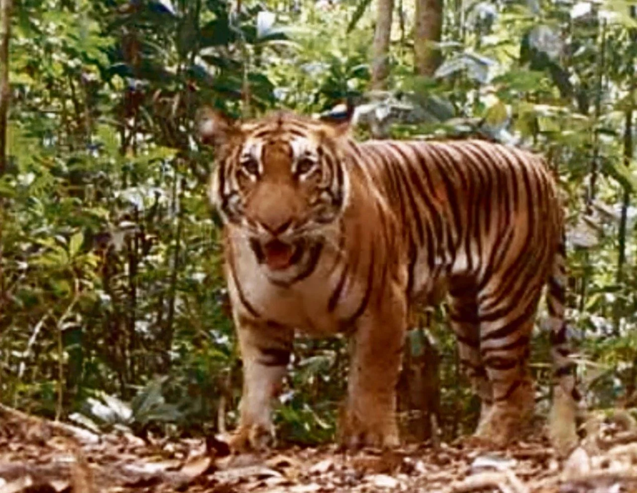 The Springfield Republican: UMass study looks beyond protected lands to save Myanmar’s big cats