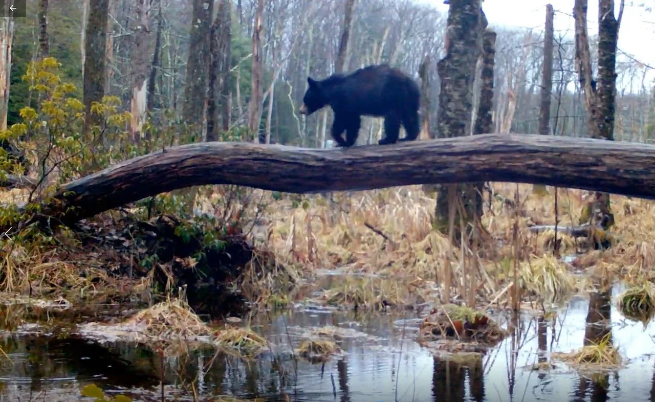 The Springfield Republican: UMass researchers awarded grant to examine carbon storage in wetlands