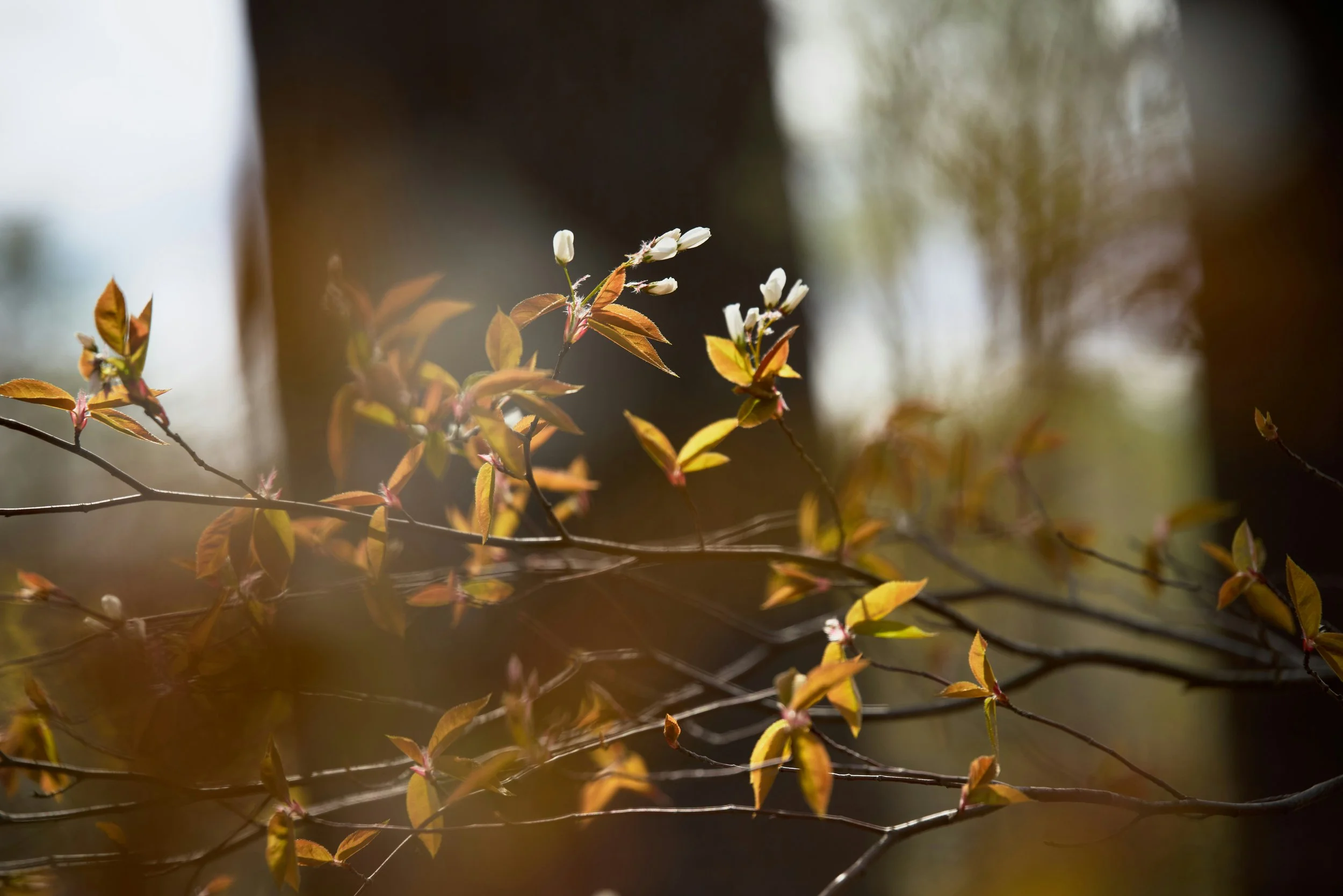 Nicole Williams, Environmental Journalist