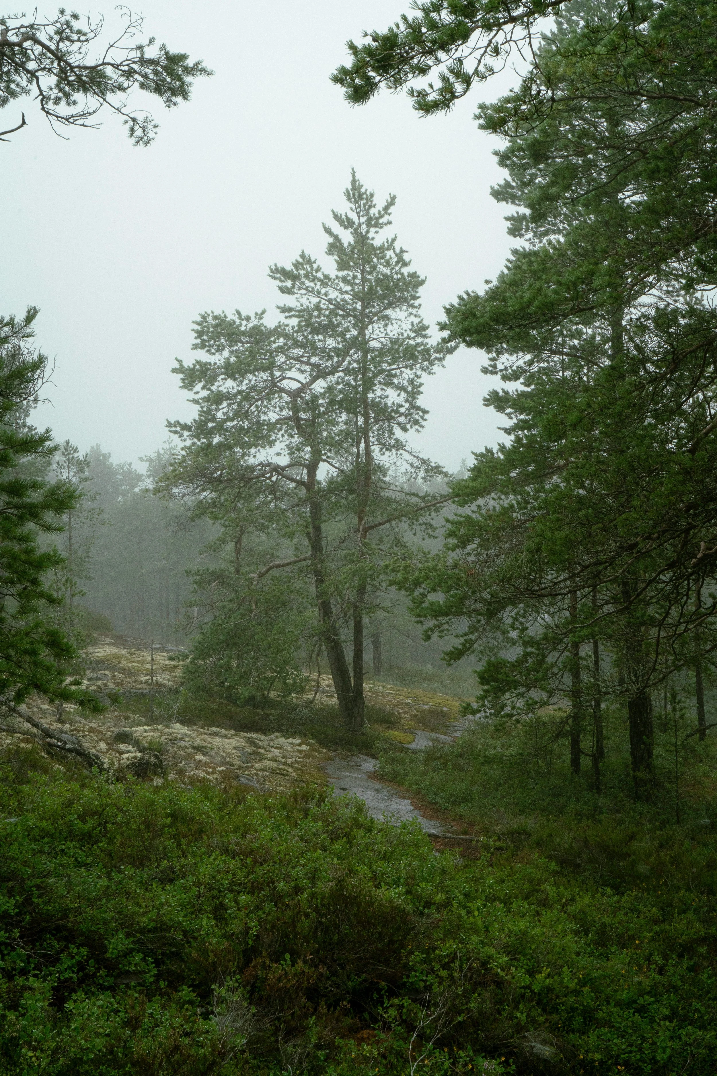 Nicole Williams, Environmental Journalist