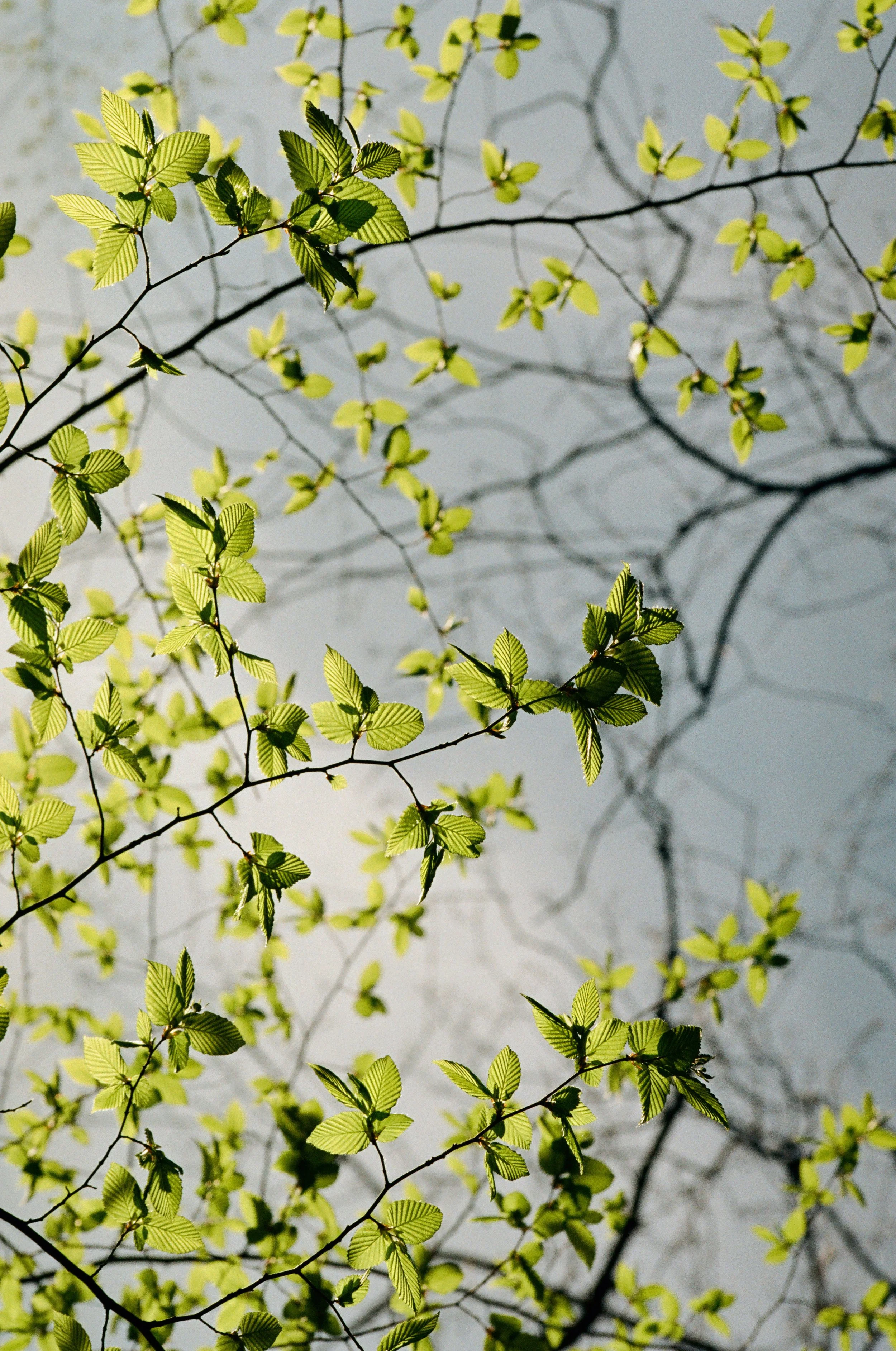 Nicole Williams, Environmental Journalist