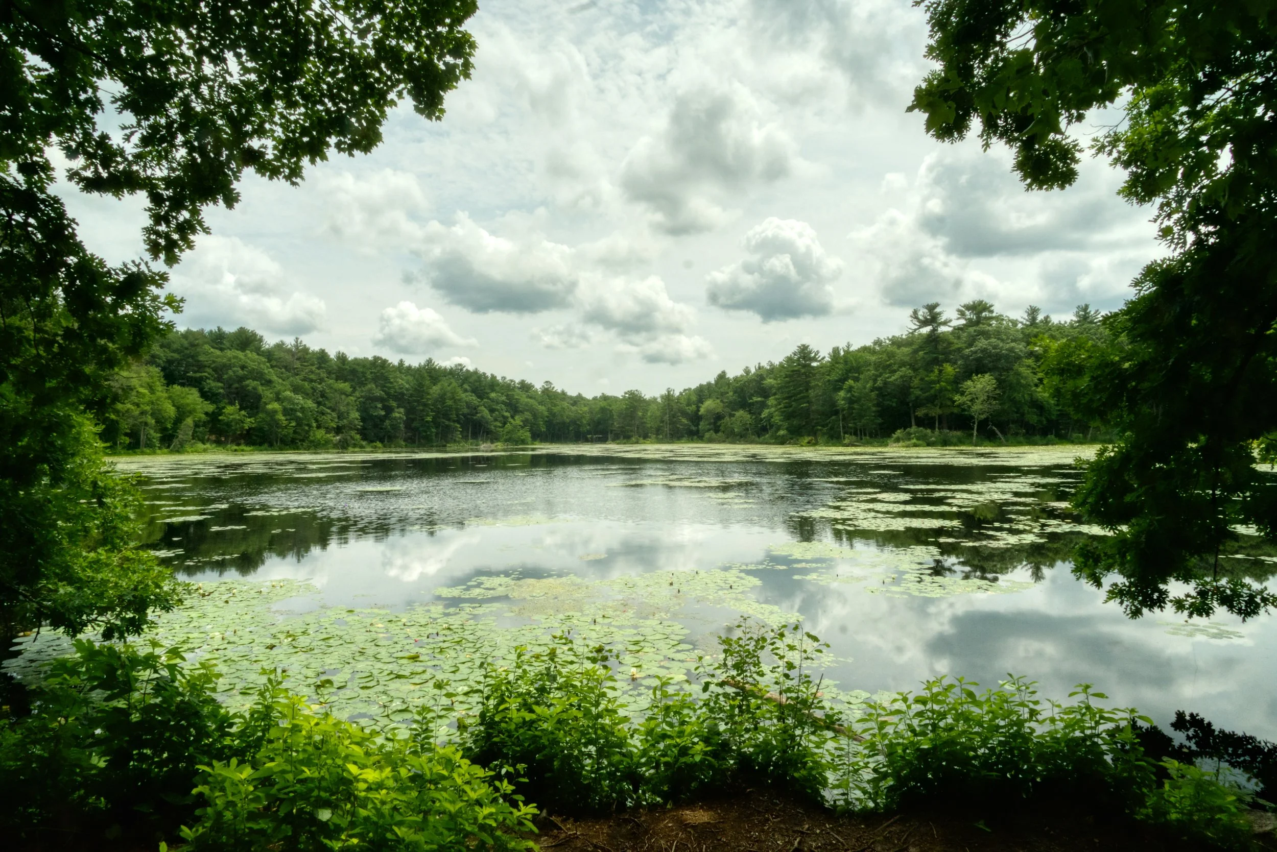 Nicole Williams, Environmental Journalist