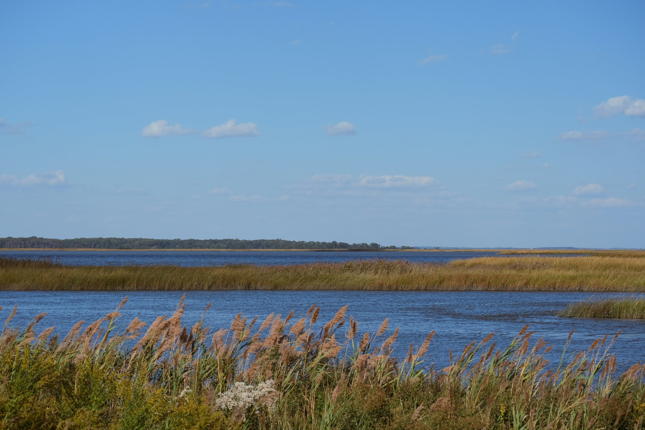 Nicole Williams, Environmental Journalist