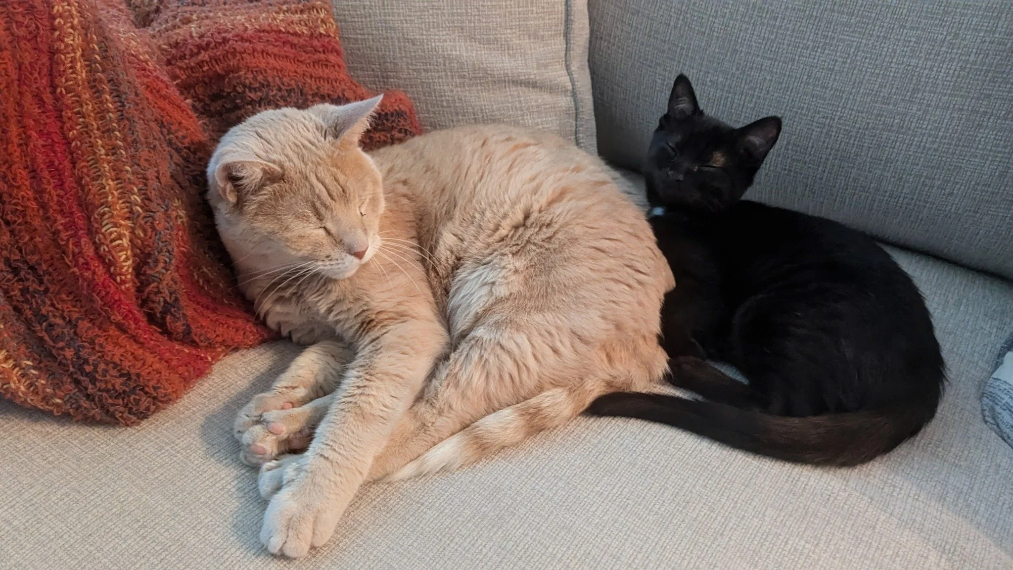 Light orange cat and black cat