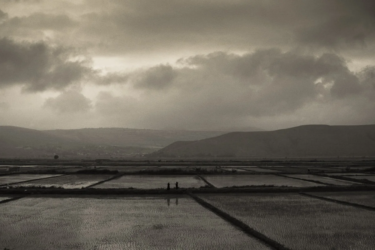 Rice fields, Ramsar, Northern Iran