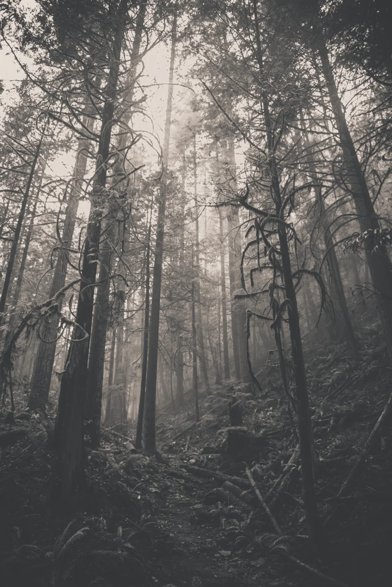 Deep in the Forest