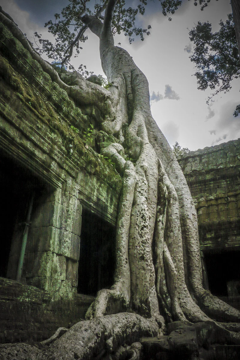 Tree Hugs the Temple