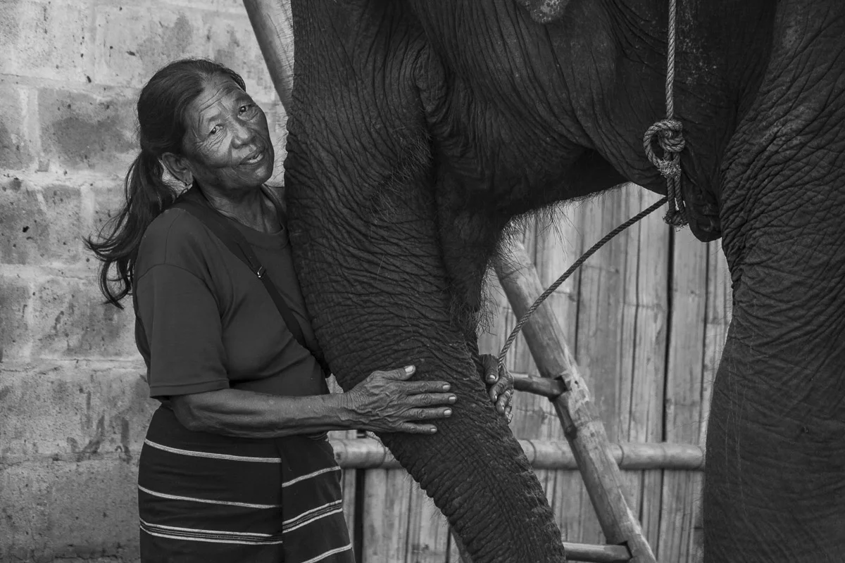Elephant Mama