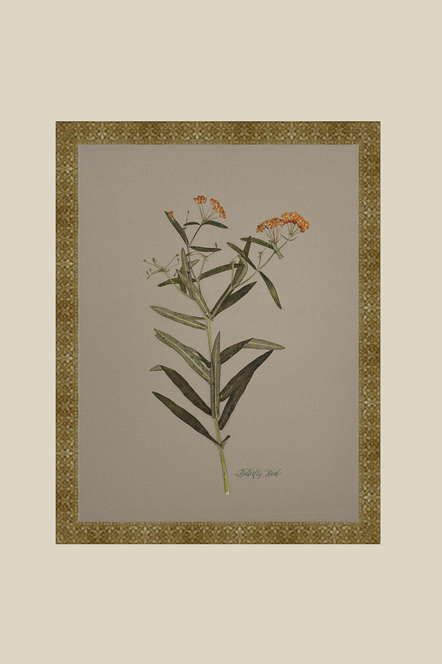 Butterfly Weed on Gray