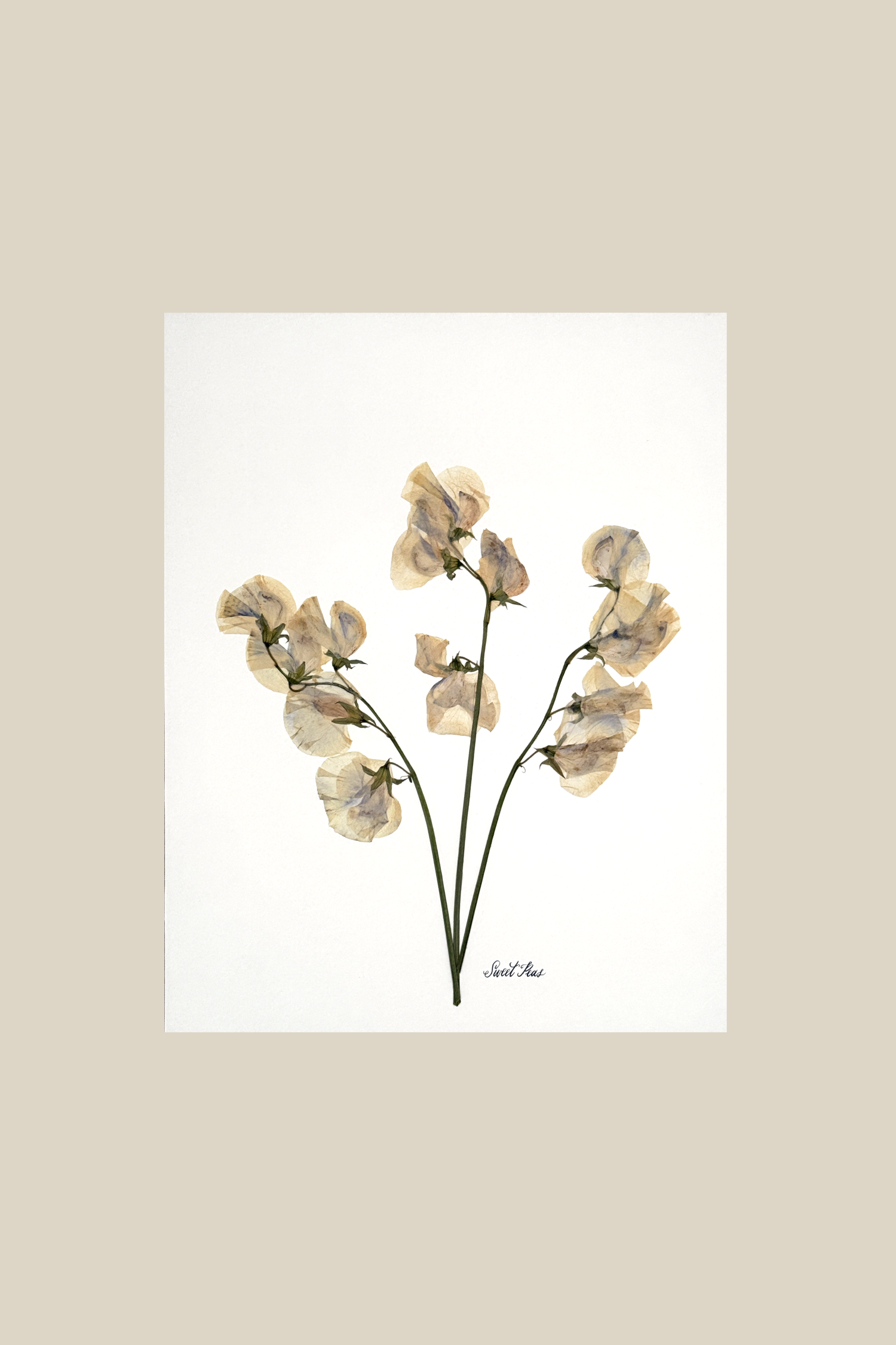 sweetpeasonivory.png
