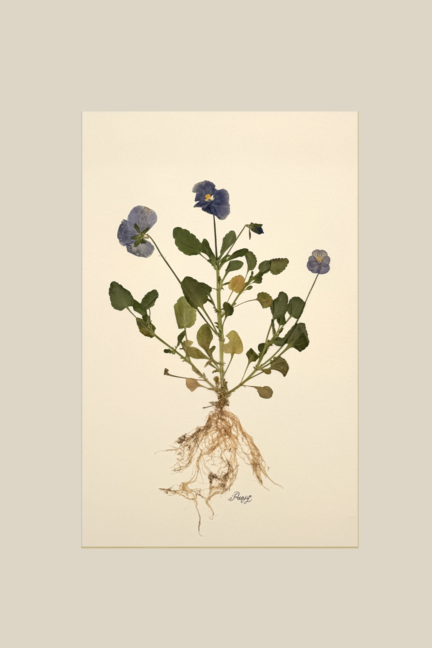 pansywithroots11x17.png