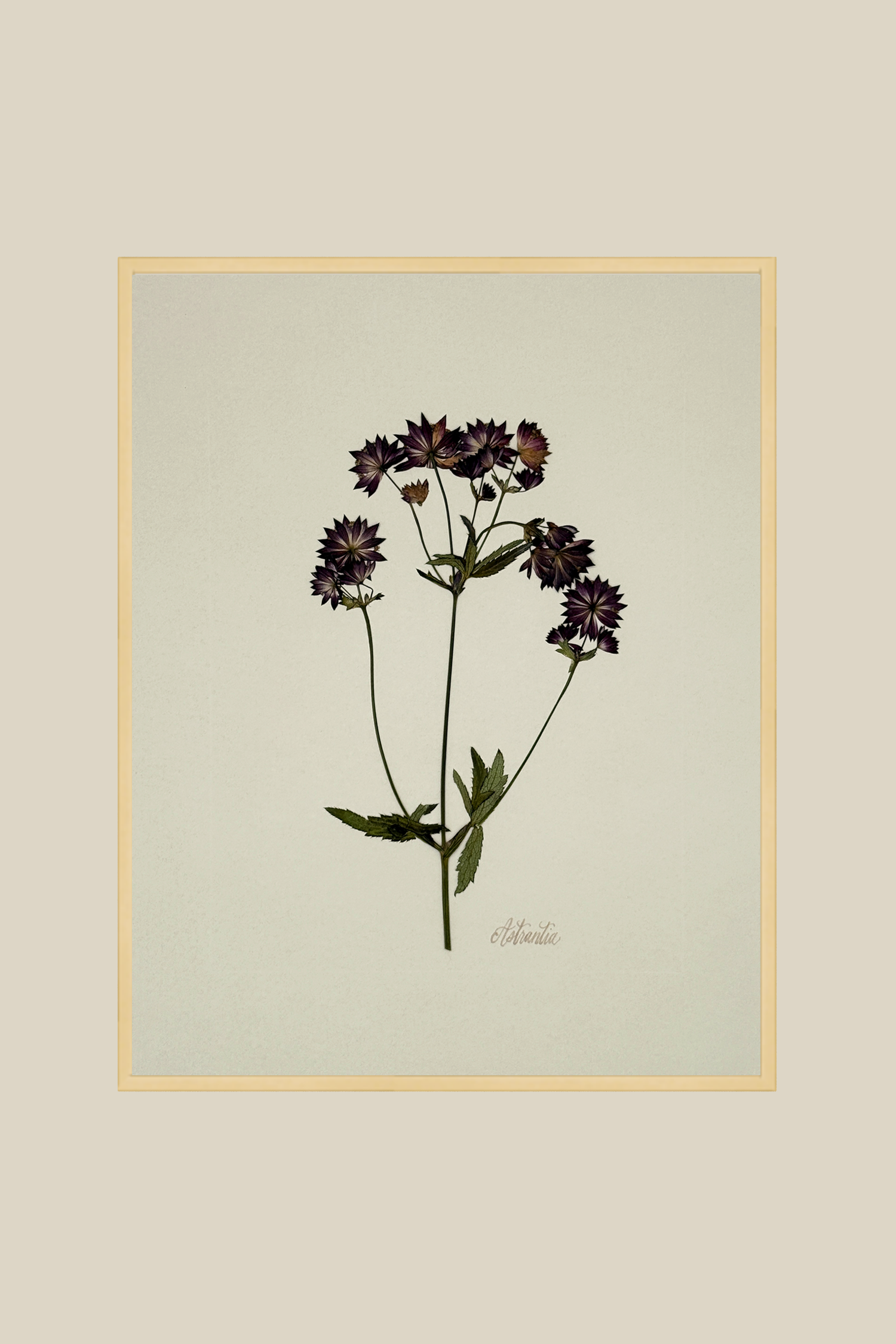 astrantiaongreigegoldmetal11x14SSBACKDROP.png